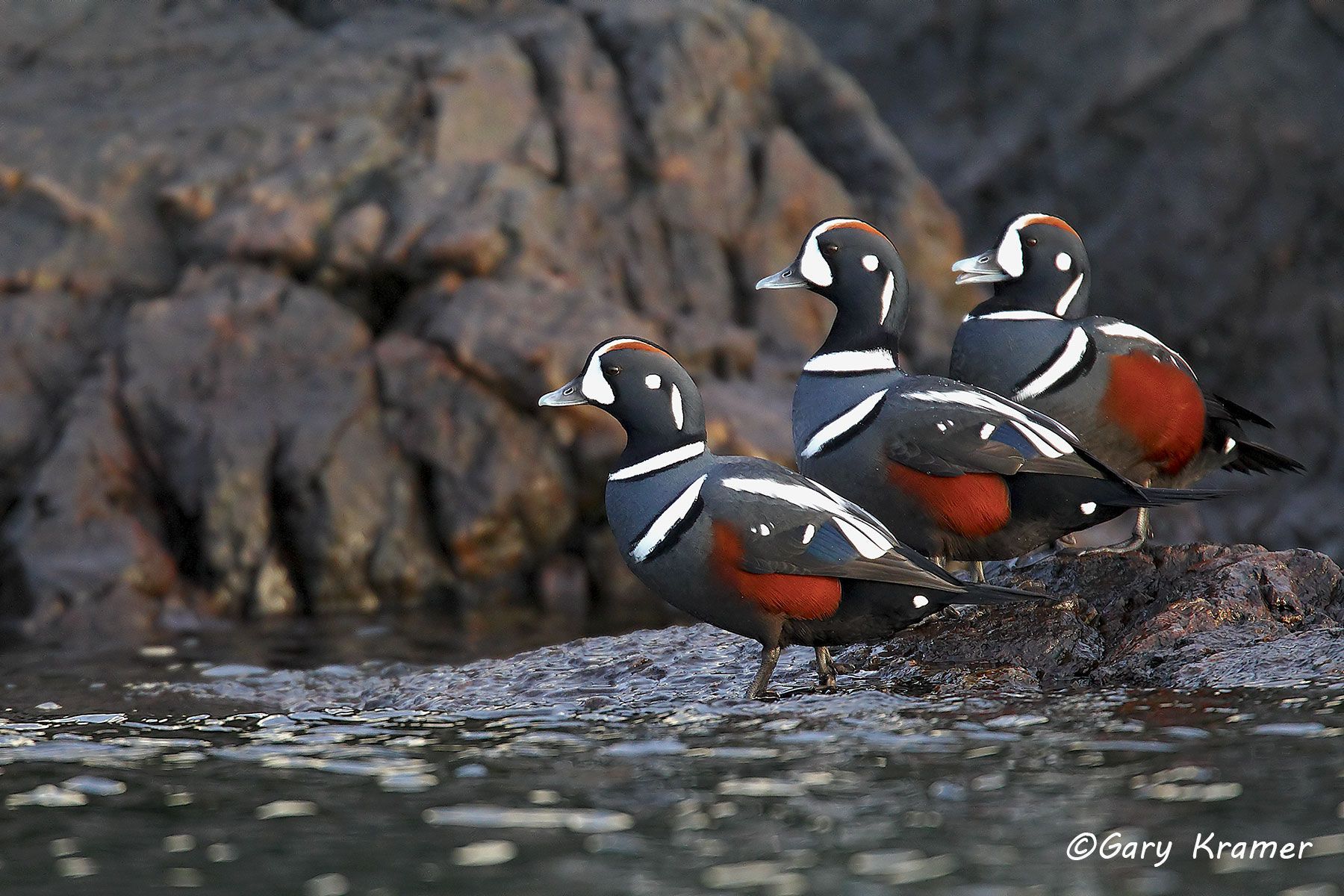 Harlequin Duck (Histrionicus histrionicus) Harlequin Duck (Histrionicus histrionicus) - NBWH#153d