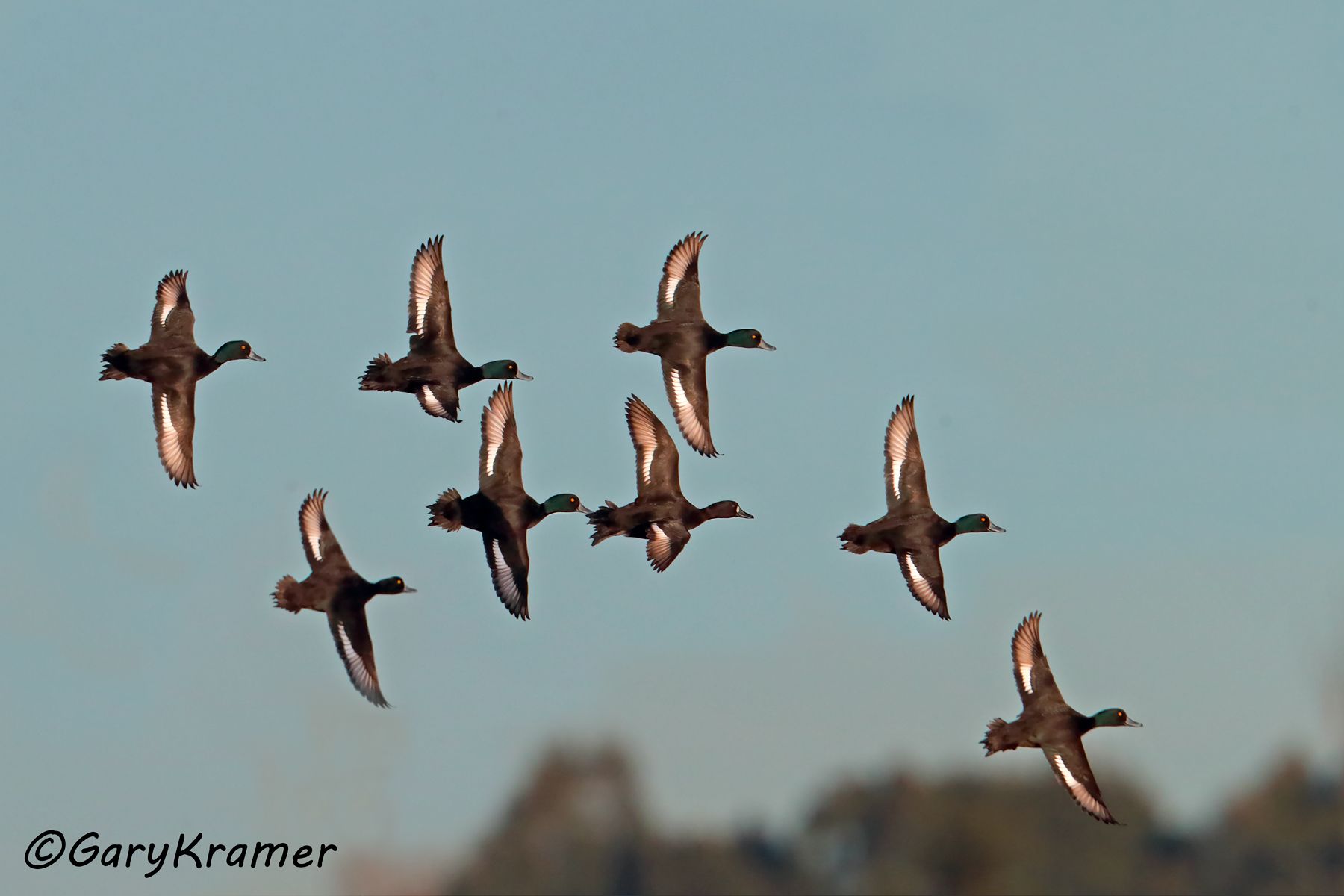 New Zealand Scaup (Aythya novaeseelandiae) New Zealand Scaup (Aythya novaeseelandiae) - OBWSn#126d