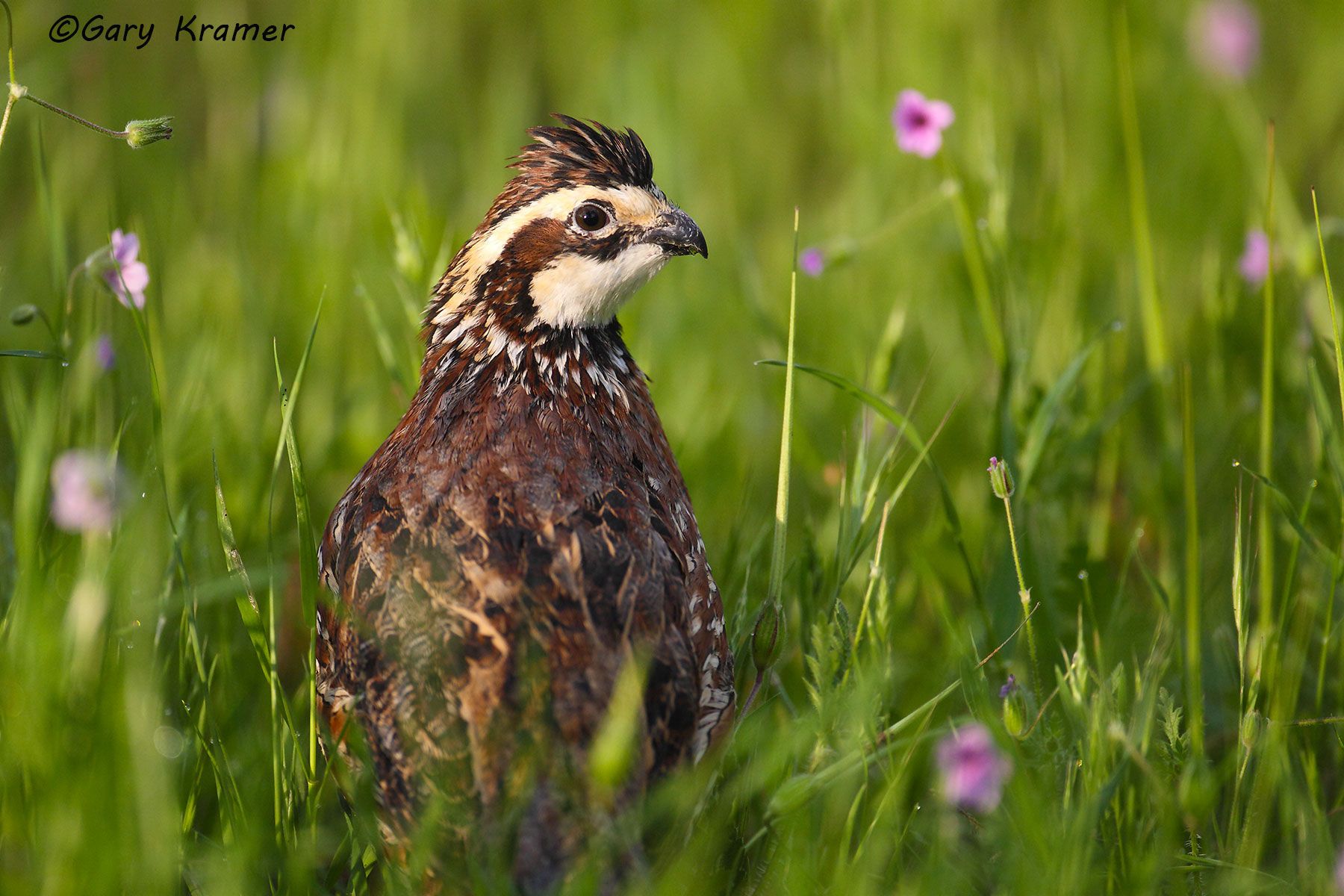 Northern Bobwhite (Colinus virginianus) - NBGQb#224d
