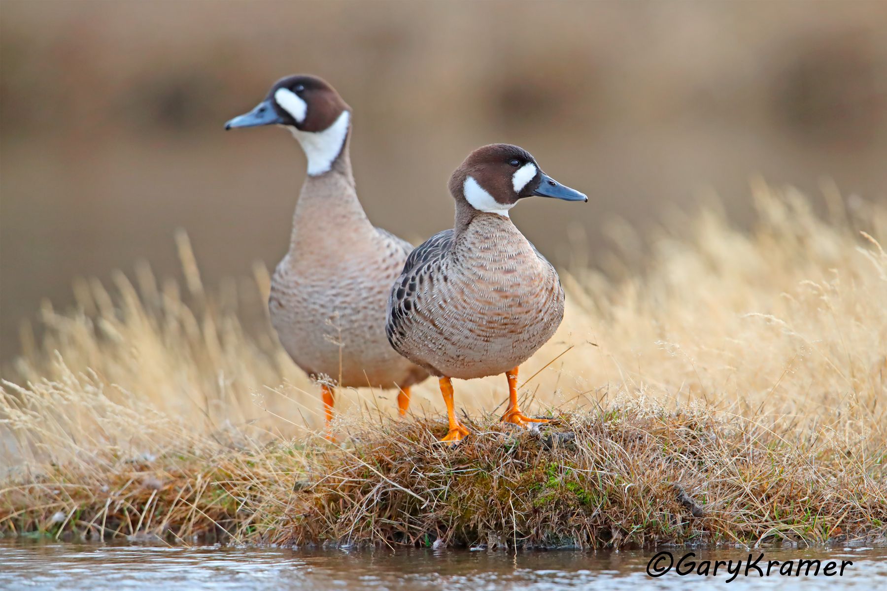 Bronze-winged Duck (Speculanas specularis) - SBWBw#395d (Chile)