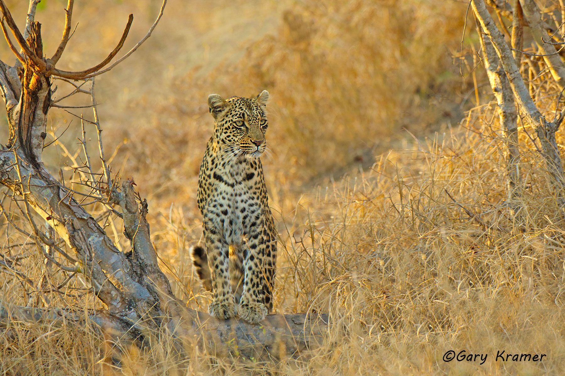 Leopard (Panthera pardus) Leopard (Panthera pardus) - AMPL#644d