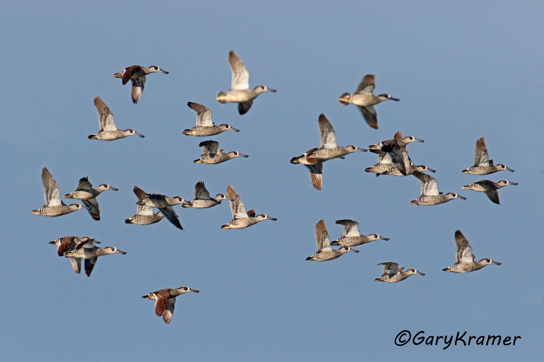 Pink-eared Duck (Malacorhynchus membranaceus)  Pink-eared Duck (Malacorhynchus membranaceus) - OBWP#125d