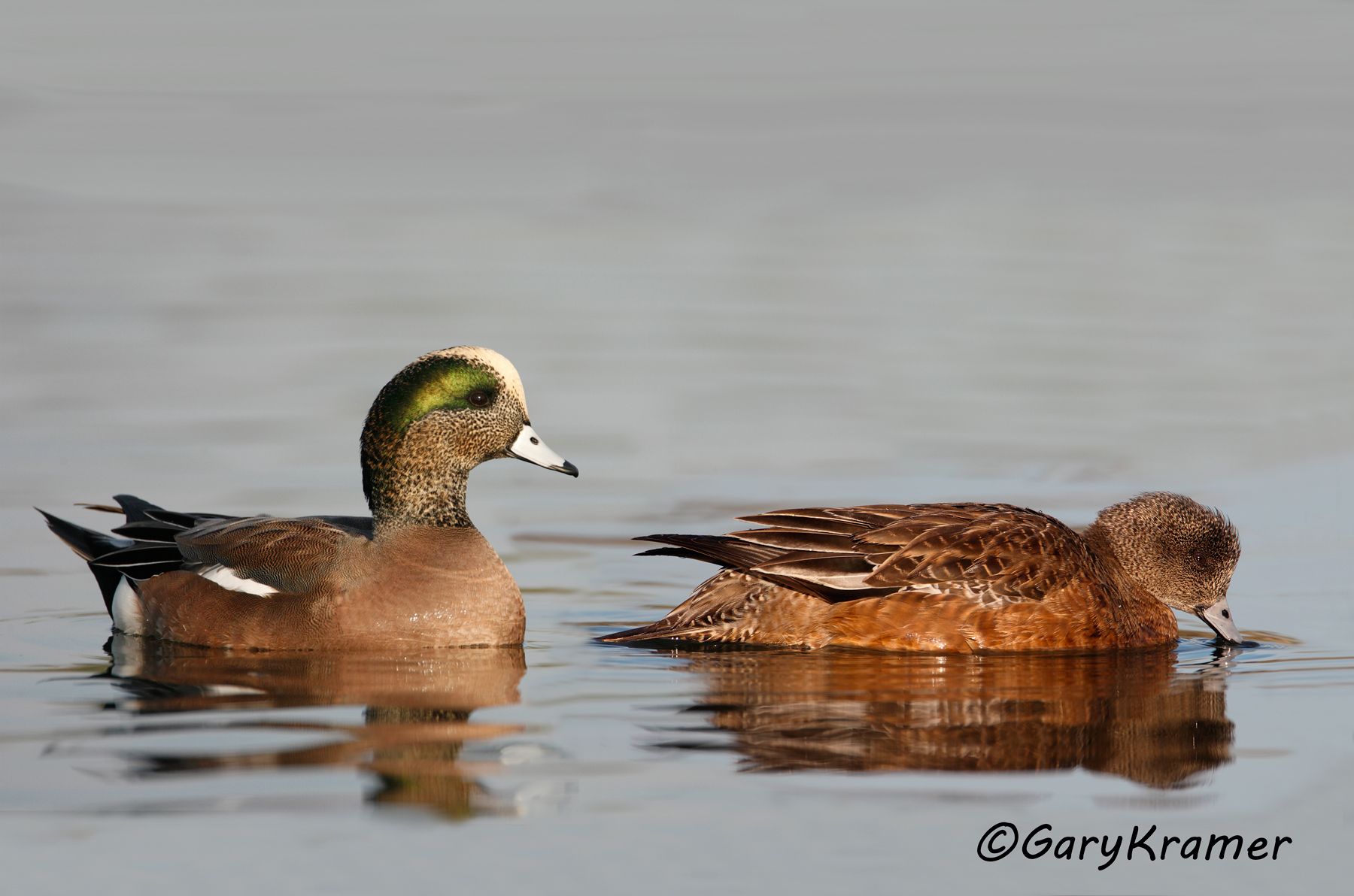 American Wigeon (Anas americana) American Wigeon (Anas americana) - NBWW#577d(2)