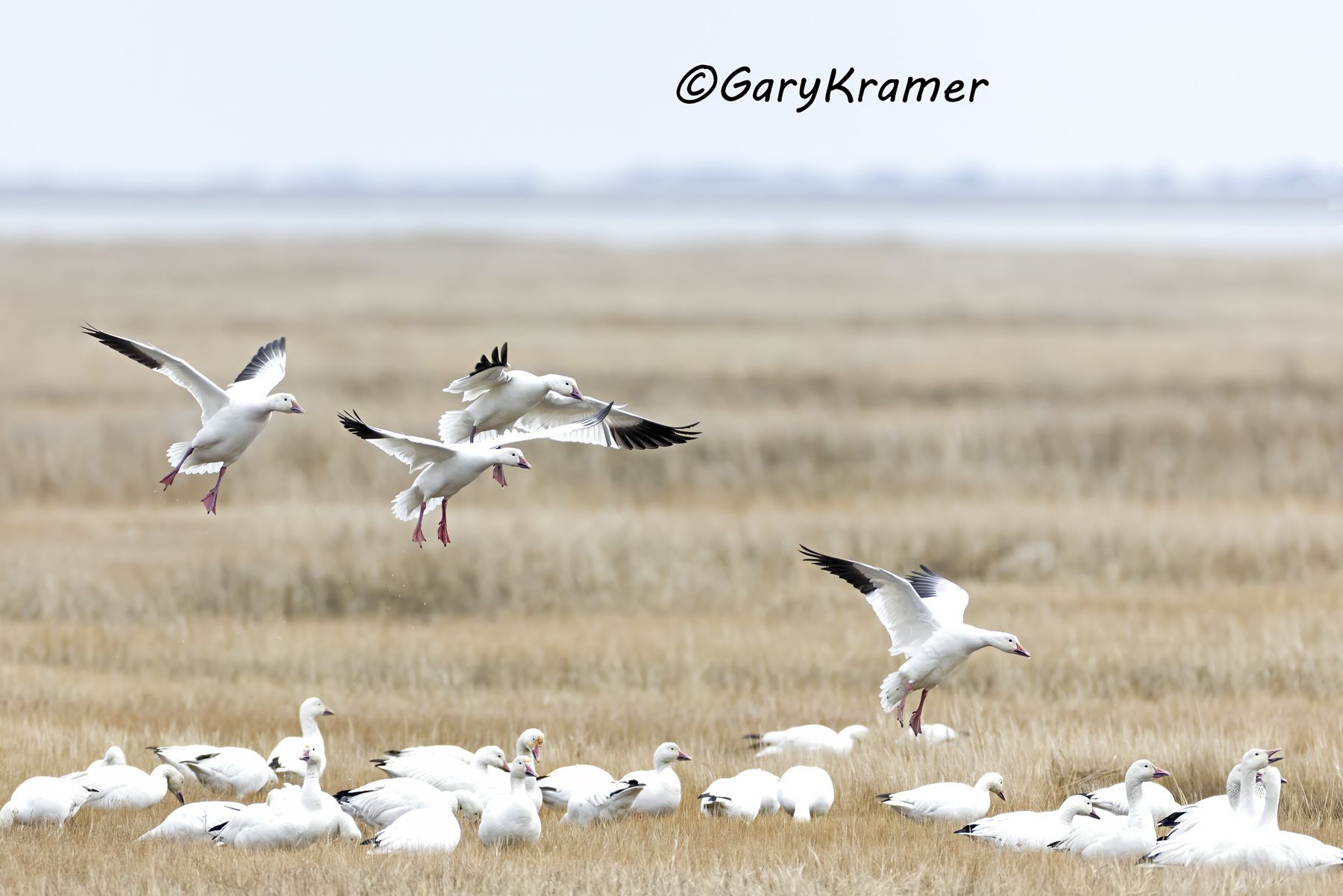 Greater Snow Goose (Chen caerulescens atlantica) - NBWSa#541d