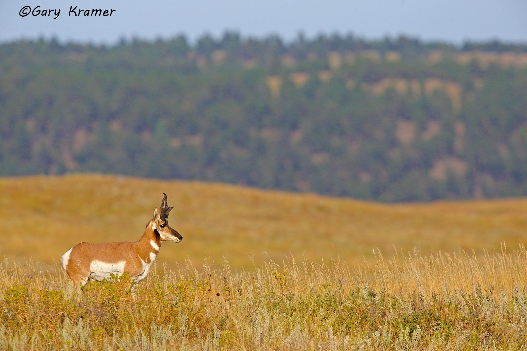 Pronghorn (Antilocapra americana) - NMP#597d