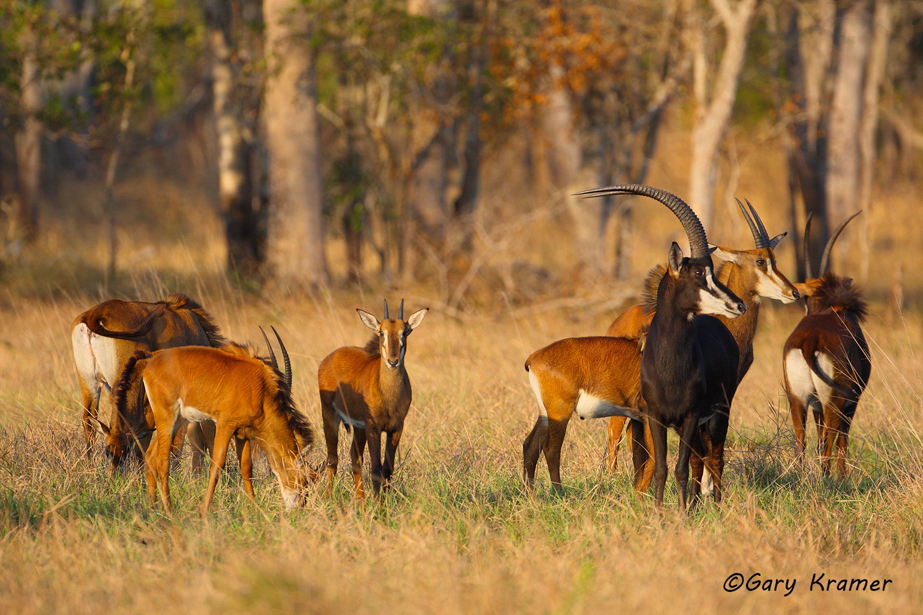 Sable Antelope (Hippotragus niger) Sable Antelope (Hippotragus niger) - AMUS#087d