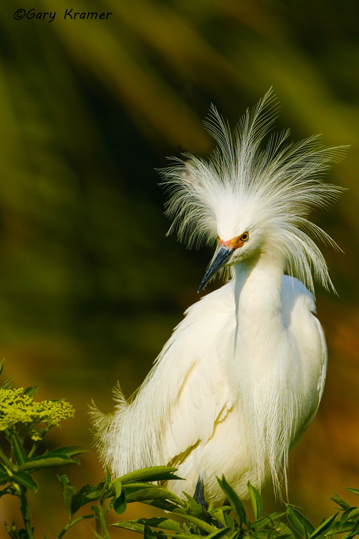 Snowy Egret (Egretta thula) Snowy Egret (Egretta thula) - NBHS#151d(2)