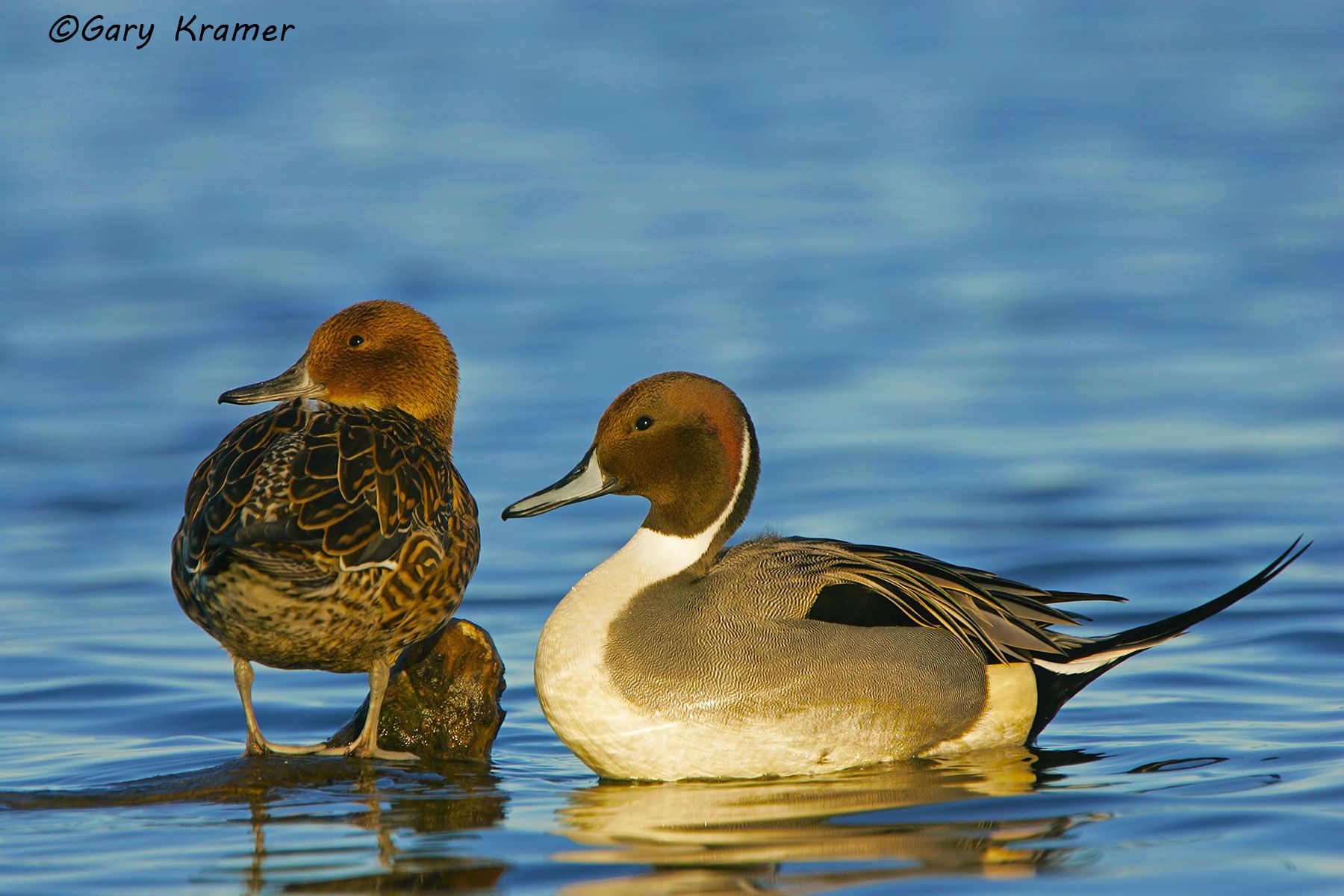 Northern Pintail (Anas acuta)  - NBWP#1400d