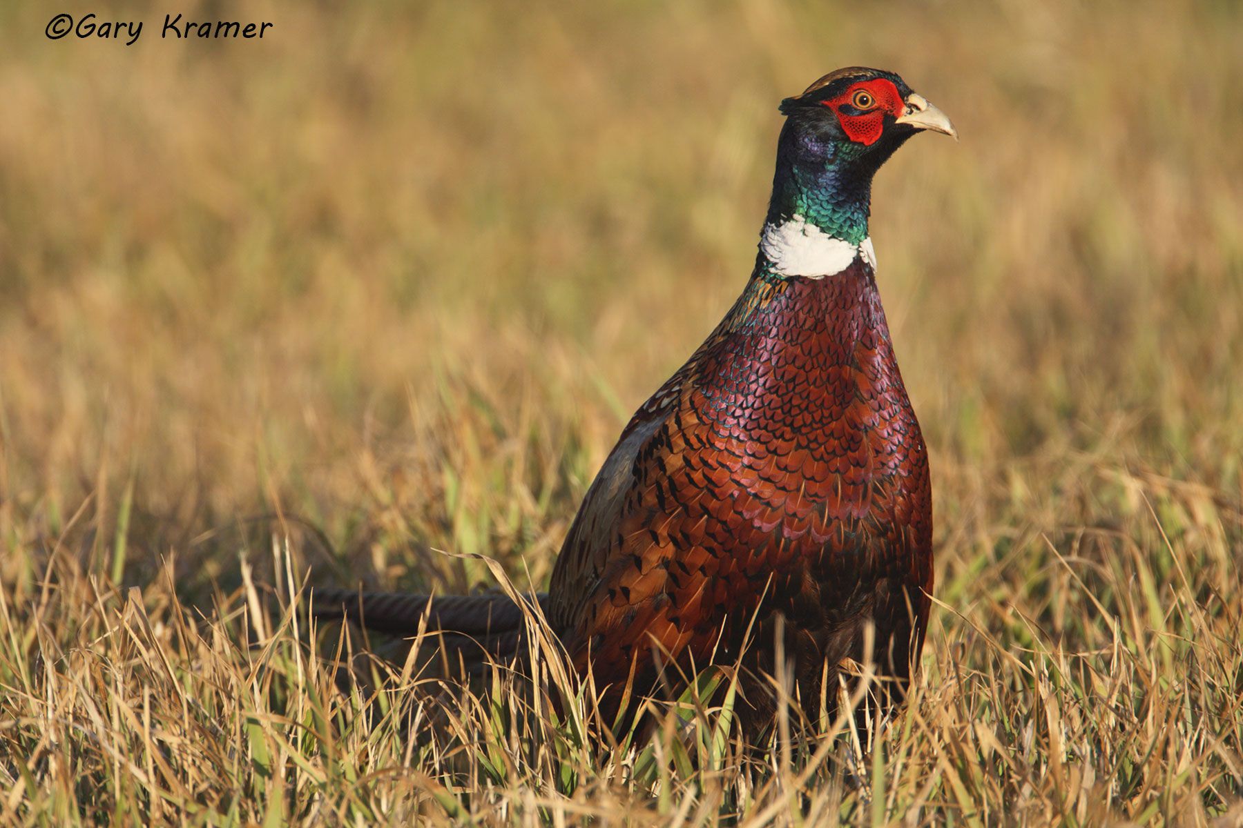 Pheasant - Gary Kramer Photographer / Writer