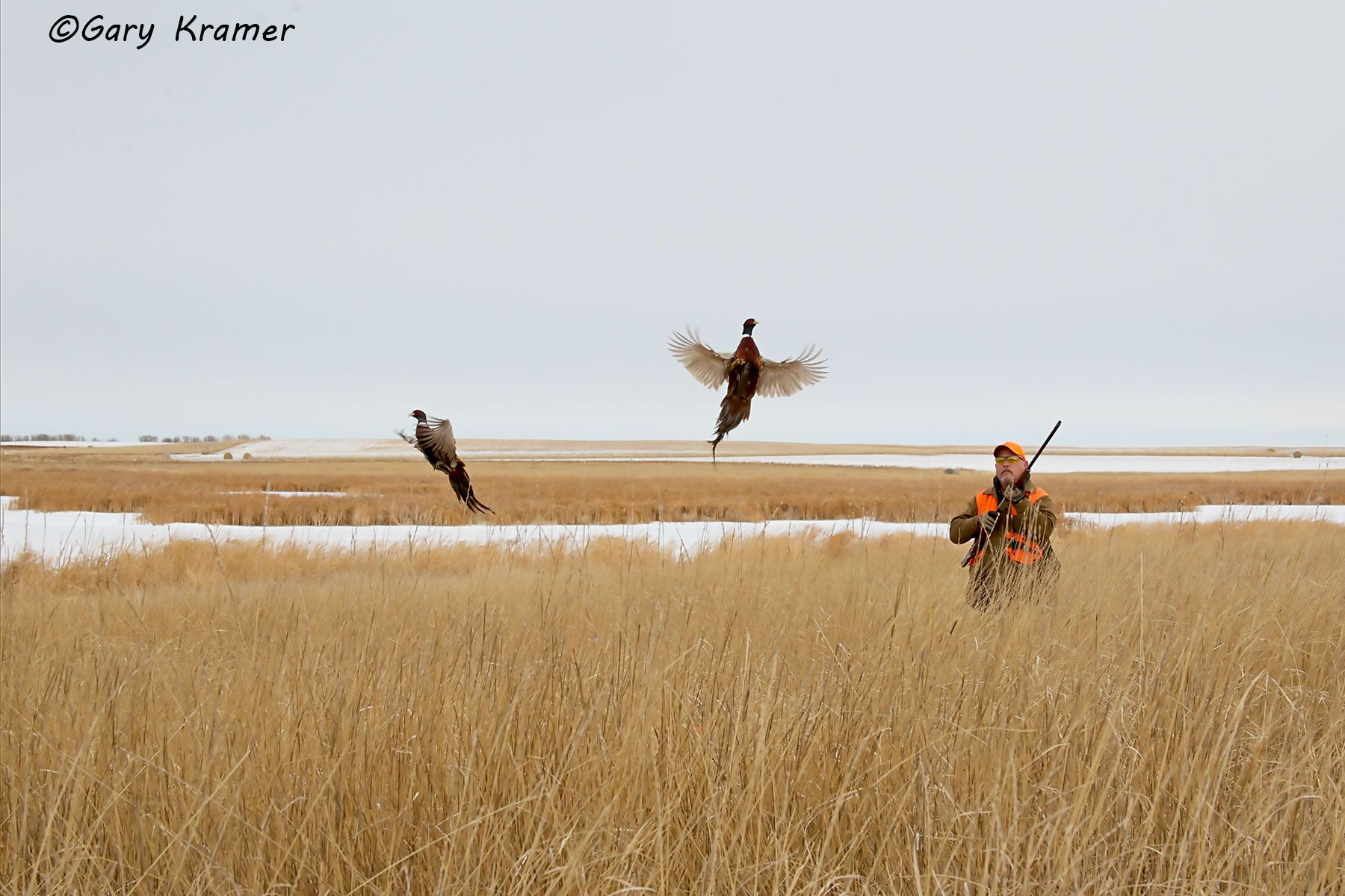 Hunter(s) shooting at flushing Pheasant Hunter shooting at flushing Pheasant - NHPs#205d