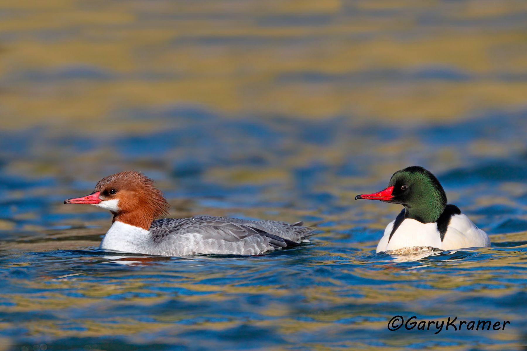 Common Merganser (Mergus merganser) Common Merganser (Mergus merganser) - NBWMc#109d(2)