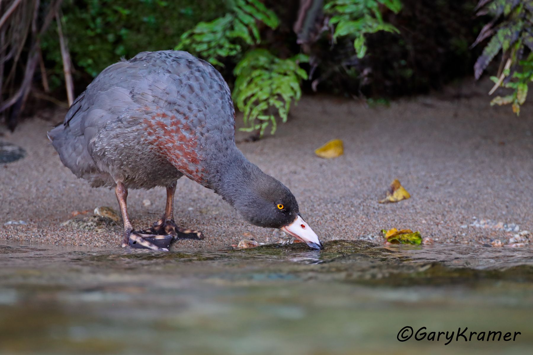 Blue Duck (Hymenolaimus malacorhynchos) Blue Duck (Hymenolaimus malacorhynchos) - OBWBd#348d