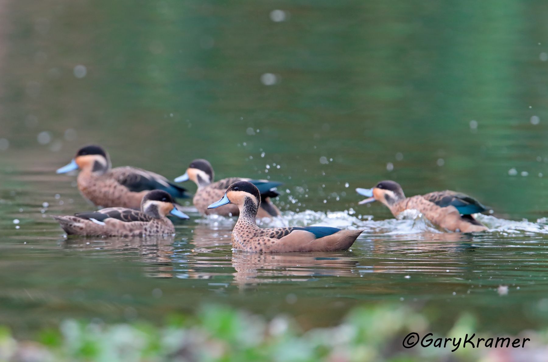 Hottentot Teal (Anas hottentota)  Hottentot Teal (Anas hottentota) - ABWT#032d (Madagascar)