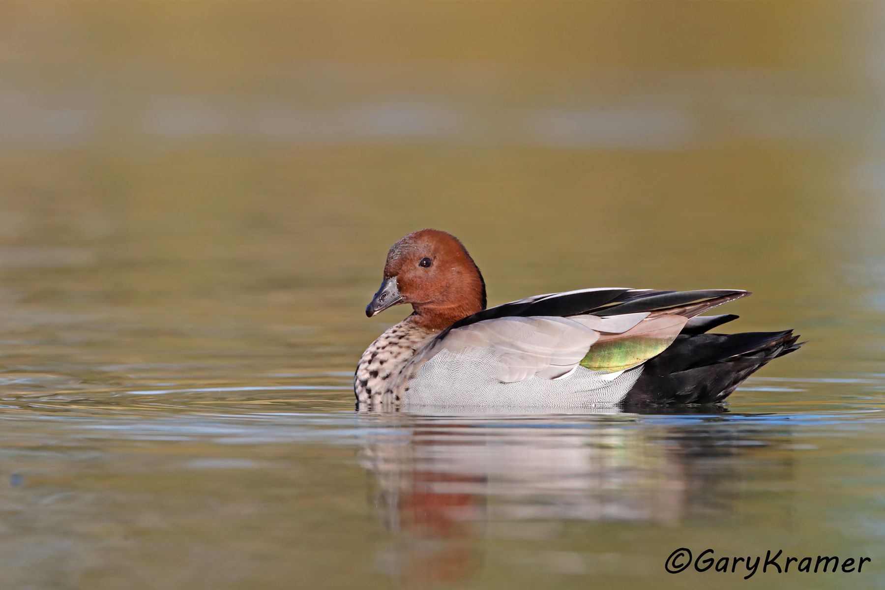 Austraian Wood Duck (Chenonetta jubata)  Austraian Wood Duck (Chenonetta jubata) - OBWWd#193d