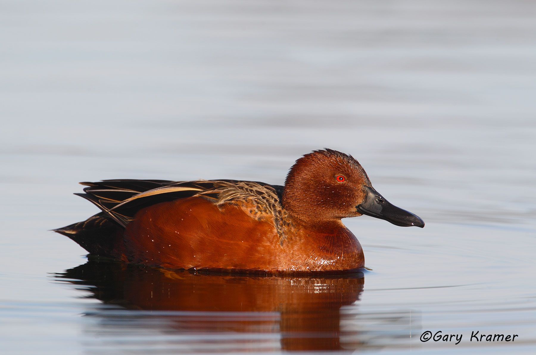 Cinnamon Teal (Spatula cyanoptera) by GaryKramer.net, 530-934-3873, gkramer@cwo.com Cinnamon Teal (Spatula cyanoptera) - NBWTc#430d