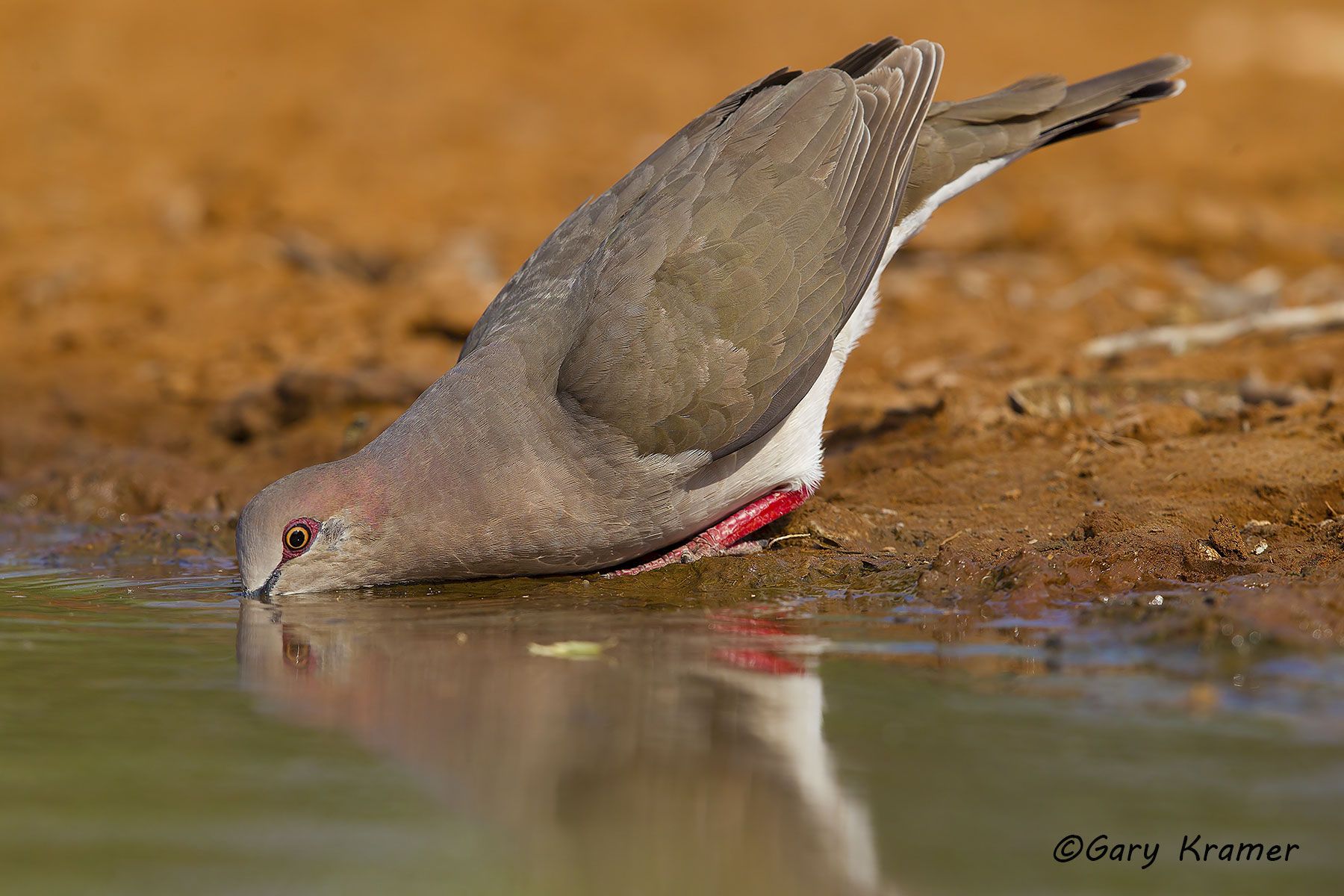 White-tipped Dove (Leptotila verreauxi) - NBDWt#071d