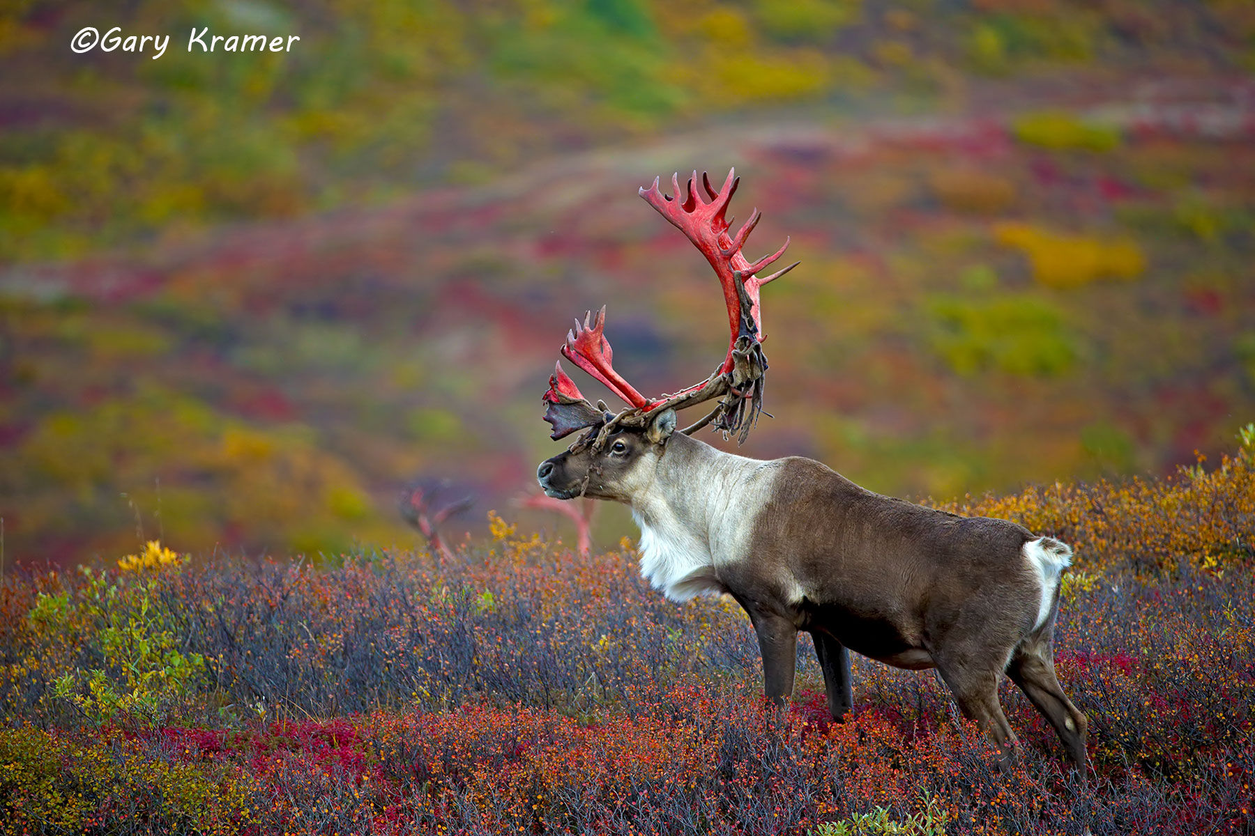 Moose - Caribou - Gary Kramer Photographer / Writer