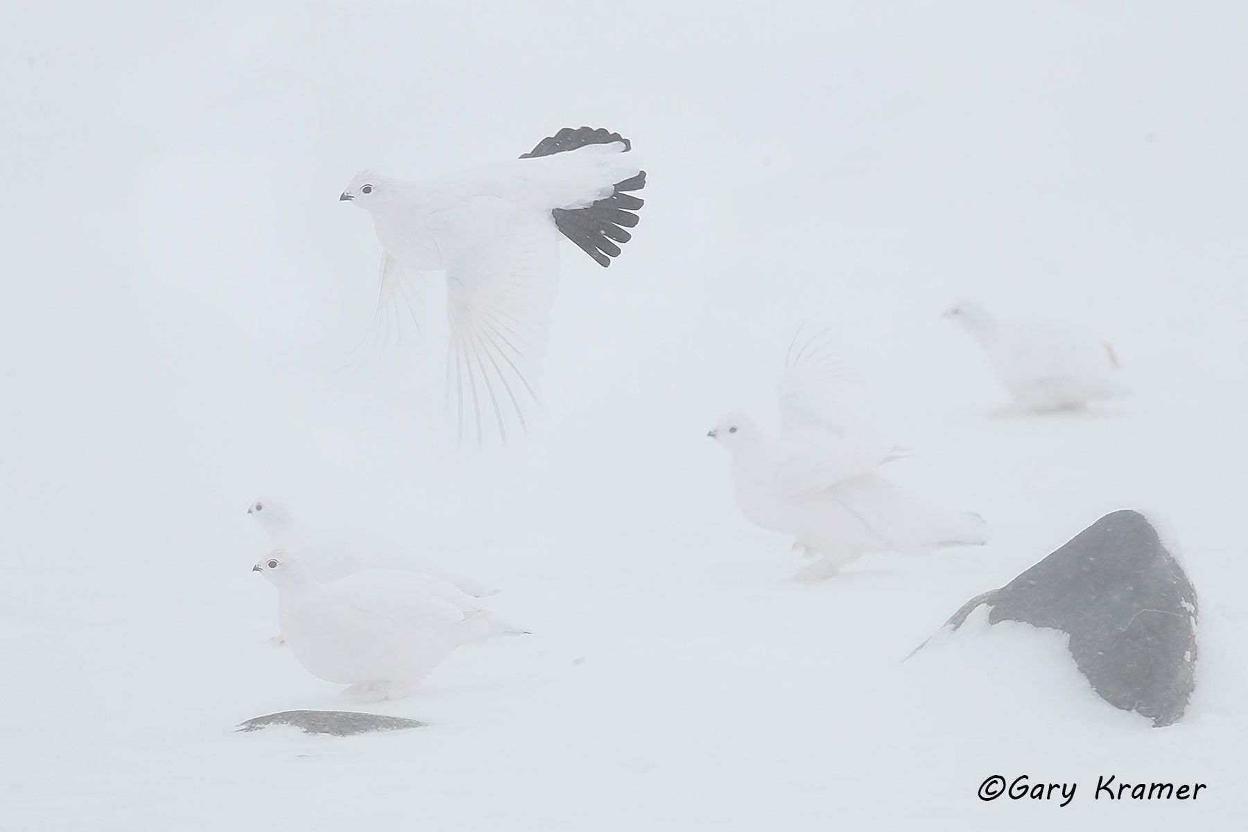 Willow Ptarmigan (winter) (Lagopus lagopus) - NBGPww#106d