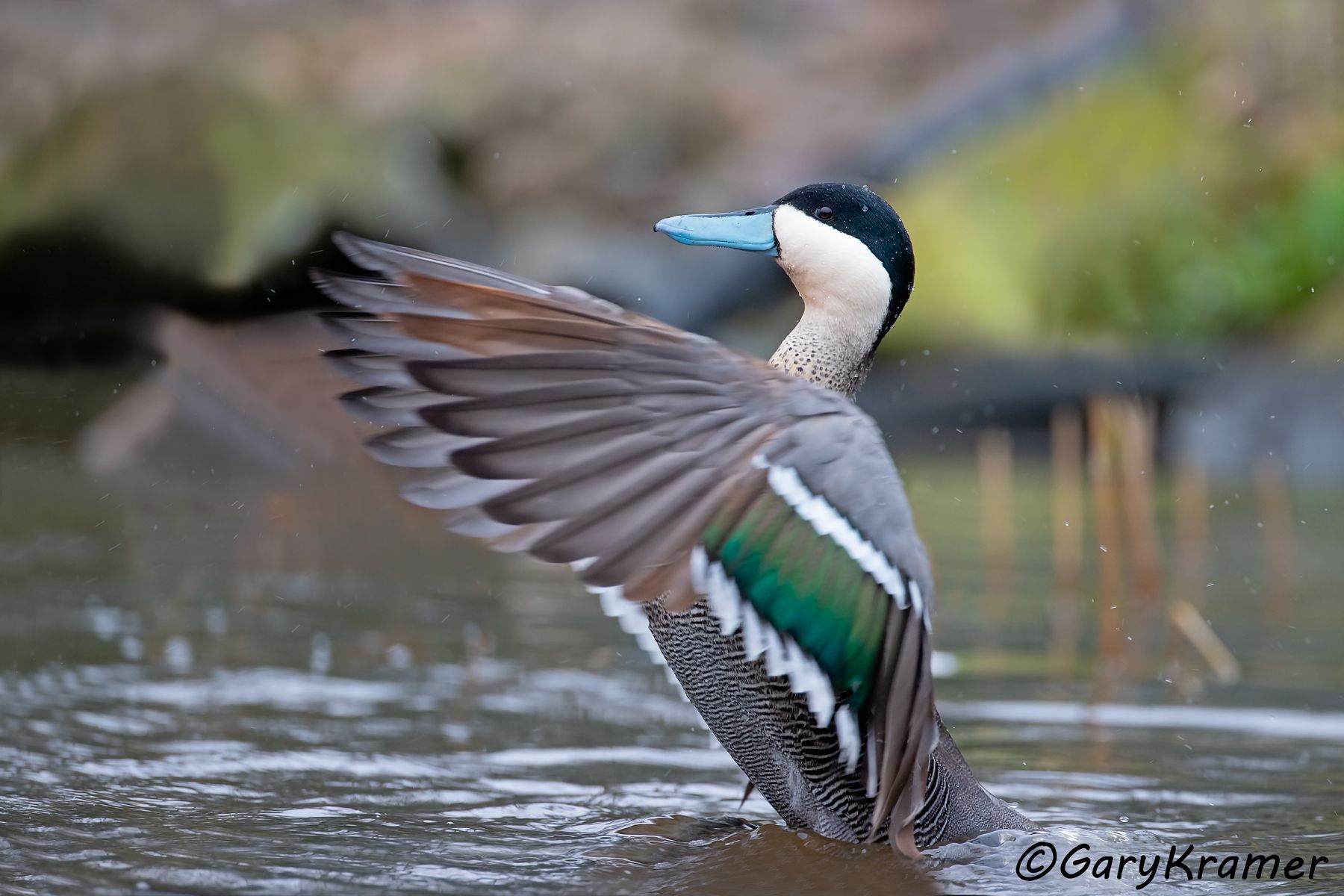 Puna Teal (Anas puna) - SBWTp#180d (Peru)