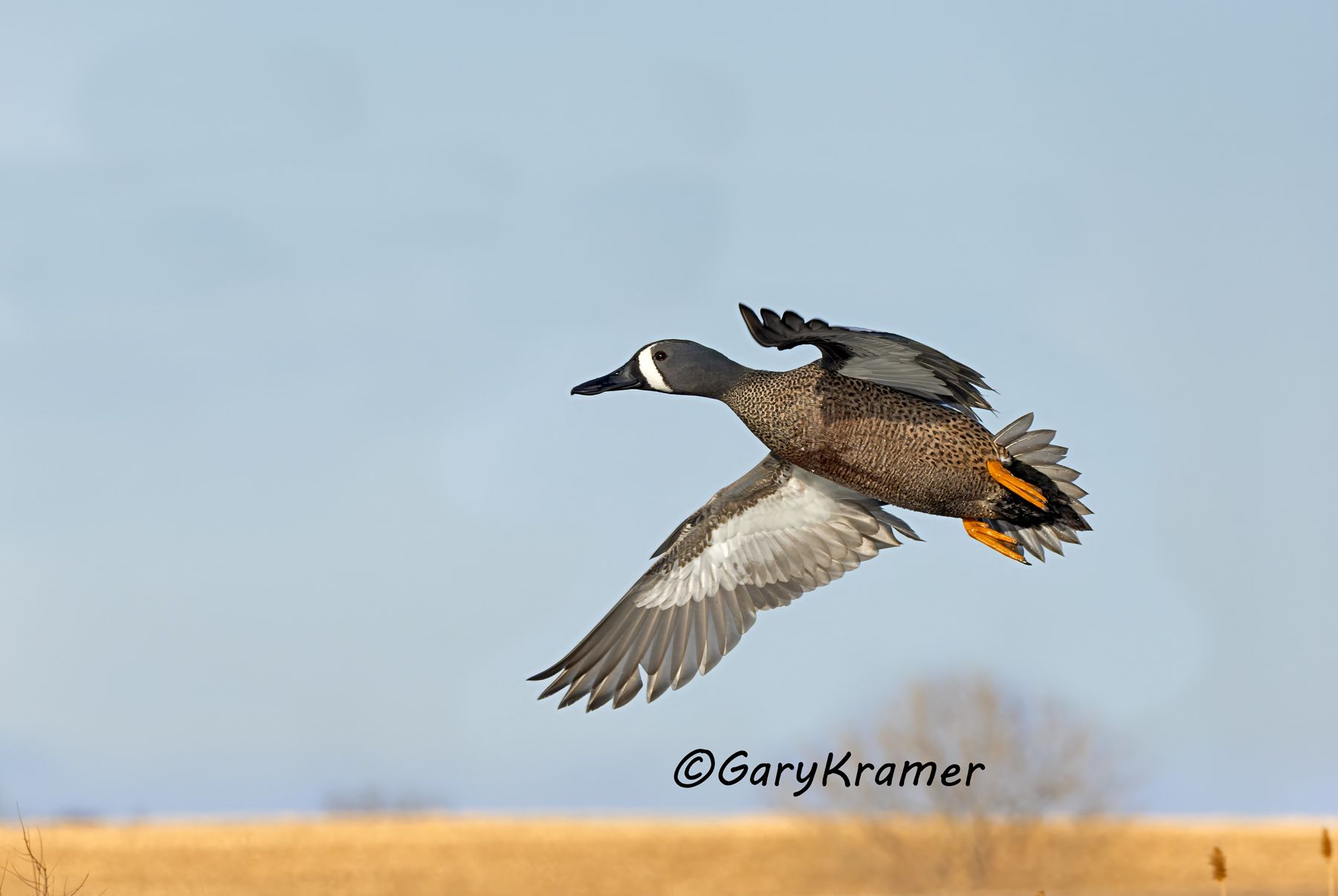 Blue-winged Teal (Anas discors) - NBWTb#1900d(2)