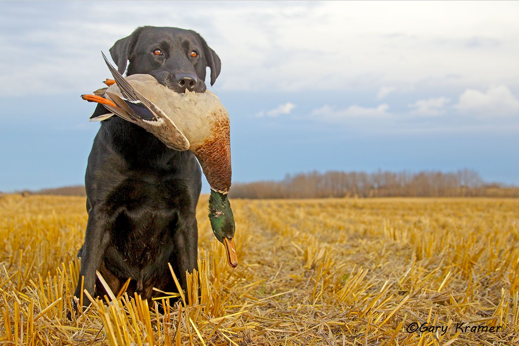 Black Labrador w/Mallard - HDLbm#044d