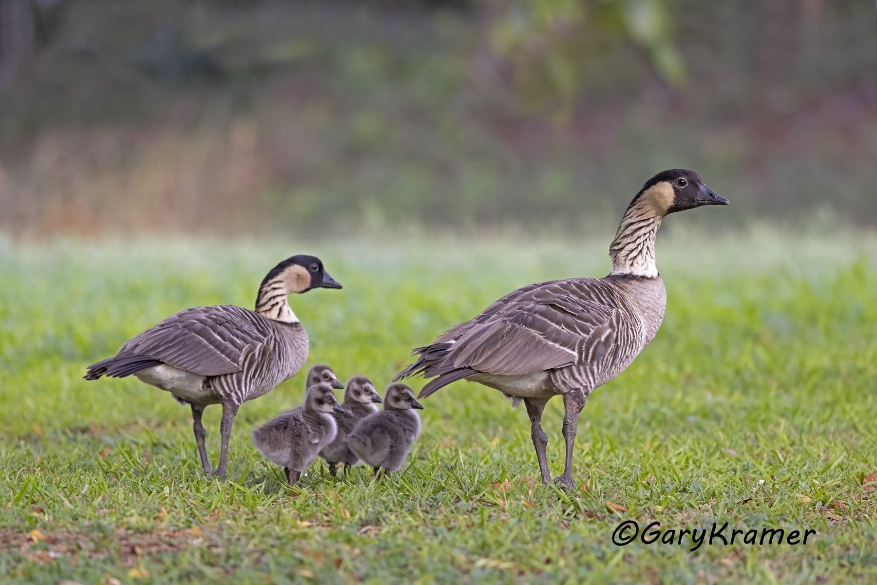 Nene Goose (Hawaiian) (Branta sandvicensis) - NBWN#666d