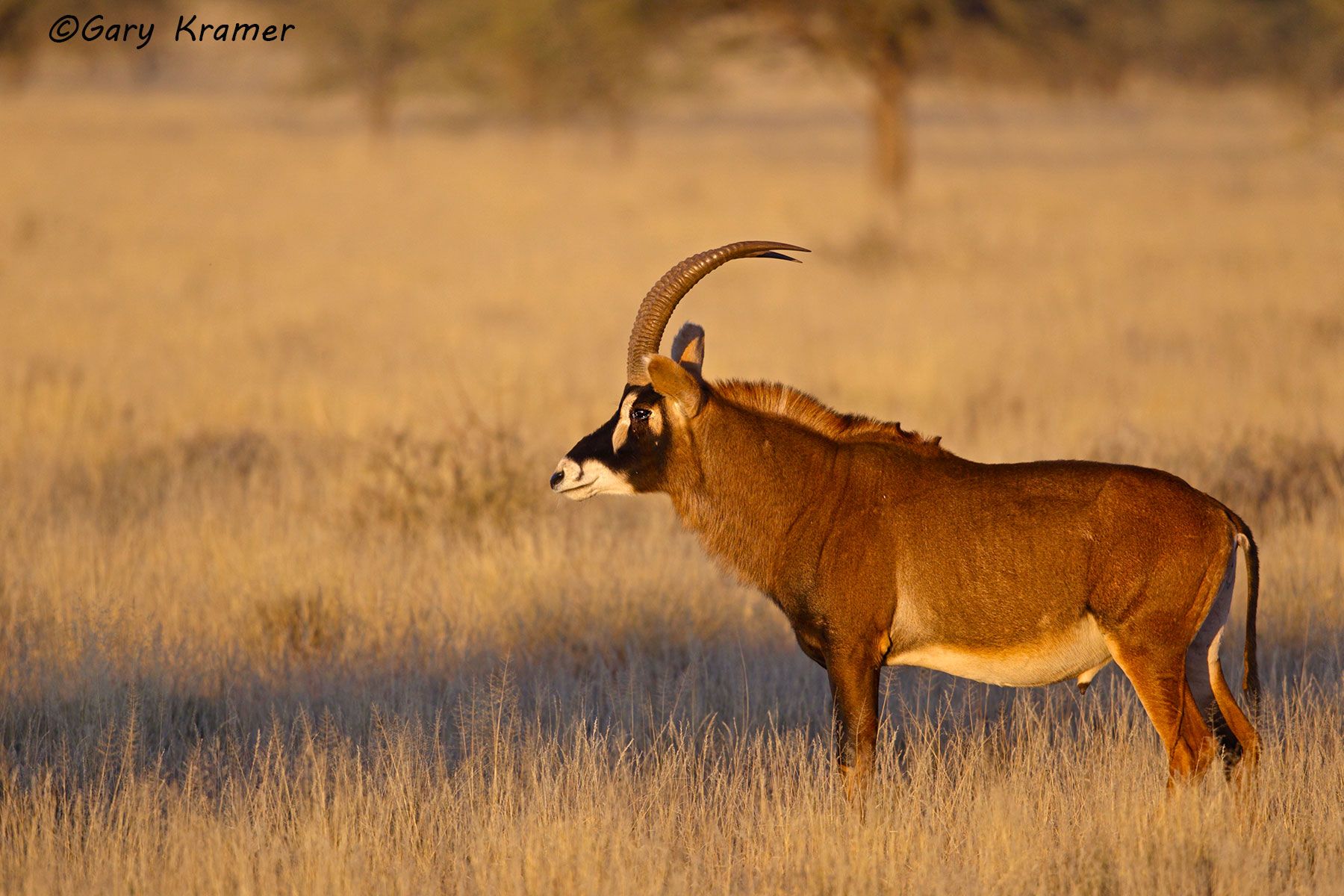 Roan Antelope (Hippotragus equinus) Roan Antelope (Hippotragus equinus) - AMUAr#093d