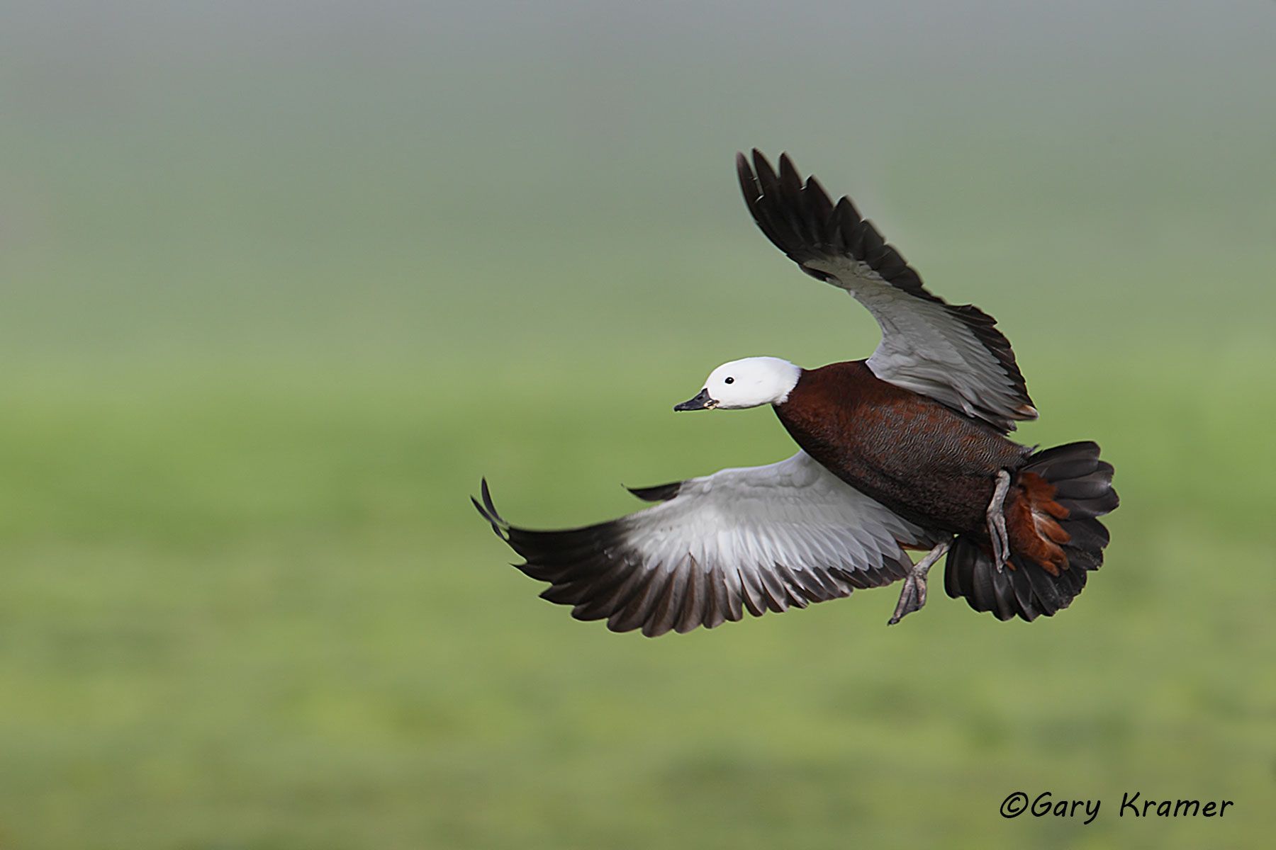 Paradise Shelduck (Tadorna variegata) New Zealand - OBWP#036d