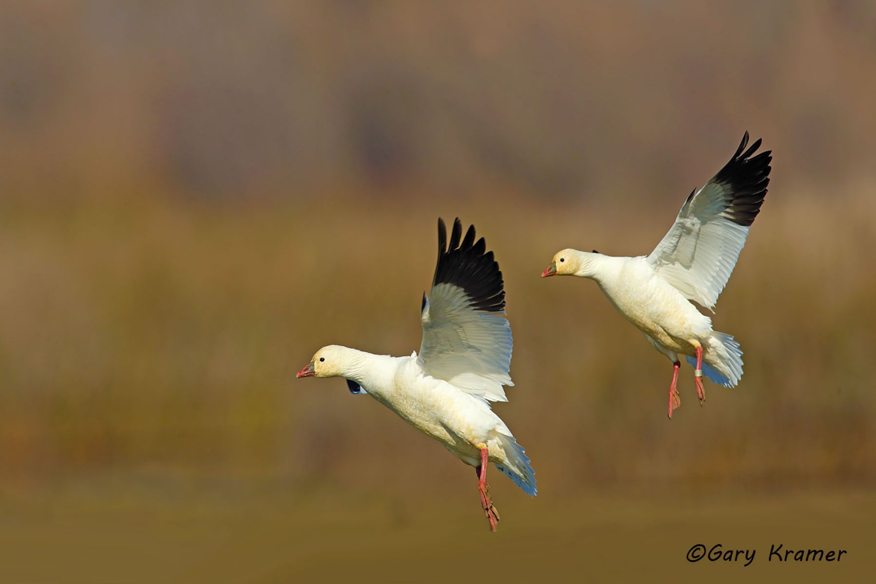 Ross's Goose (Anser rossii) - NBWRg#802d