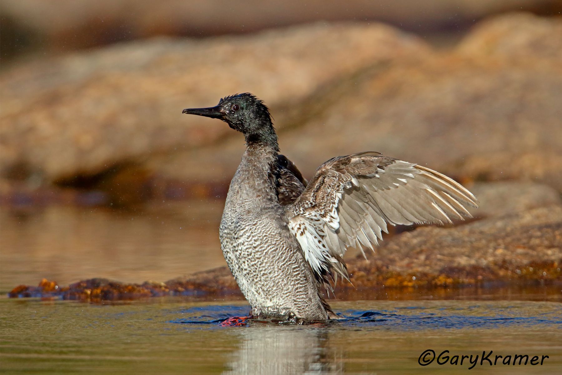 Brazilian Merganser (Mergus octosetaceus) - SBWMb#111d (Brazil)