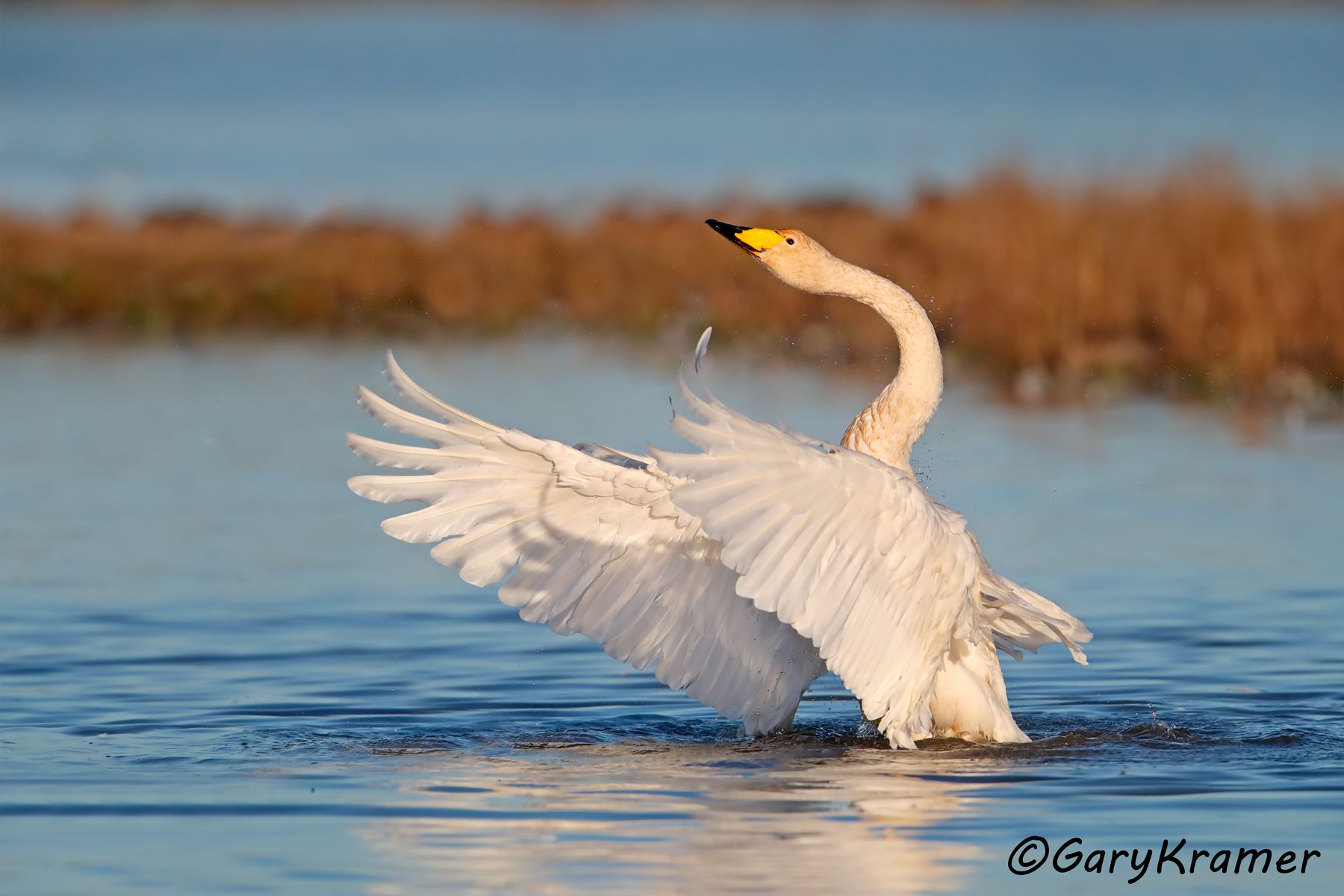 Whooper Swan (Olor cygnus)  Whooper Swan (Olor cygnus) - EBWSw#224d