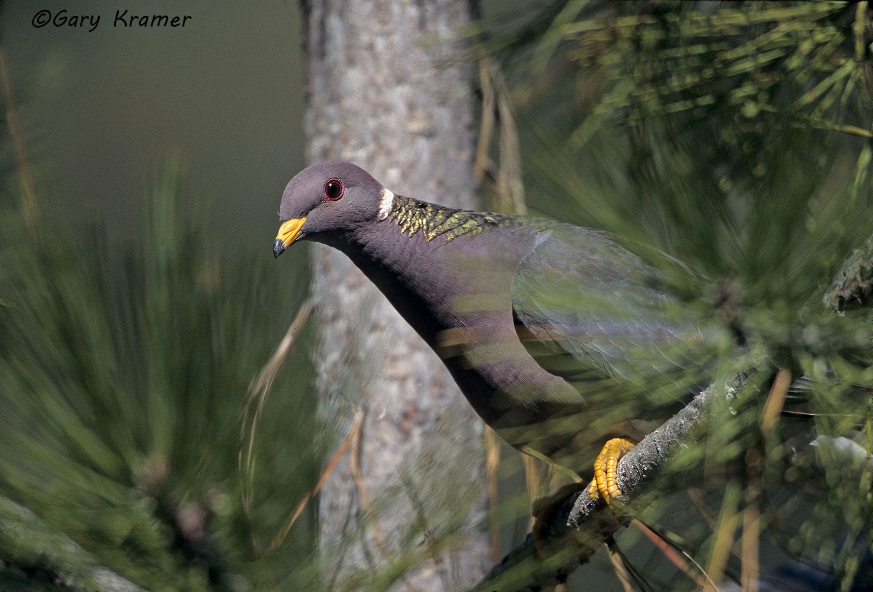 Band-tailed Pigeon (Columba fasciata) - NBPBt#045