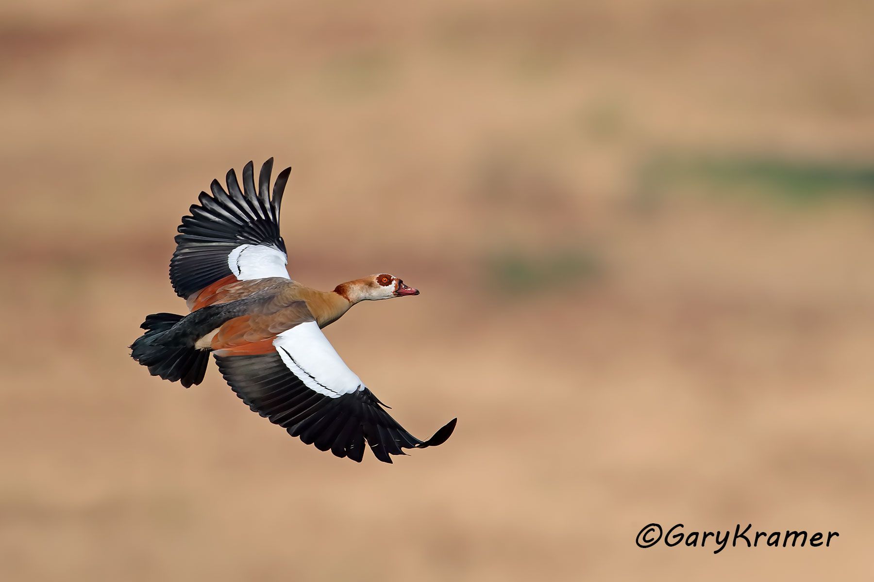 Egyptian Goose (Alopochen aegyptiacus)  Egyptian Goose (Alopochen aegyptiacus) - ABWGe#175d (South Africa)