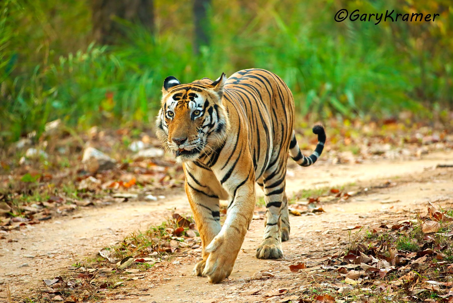 Tiger (Bengal) (Panthera tigrus tigrus) - AMTb#401d