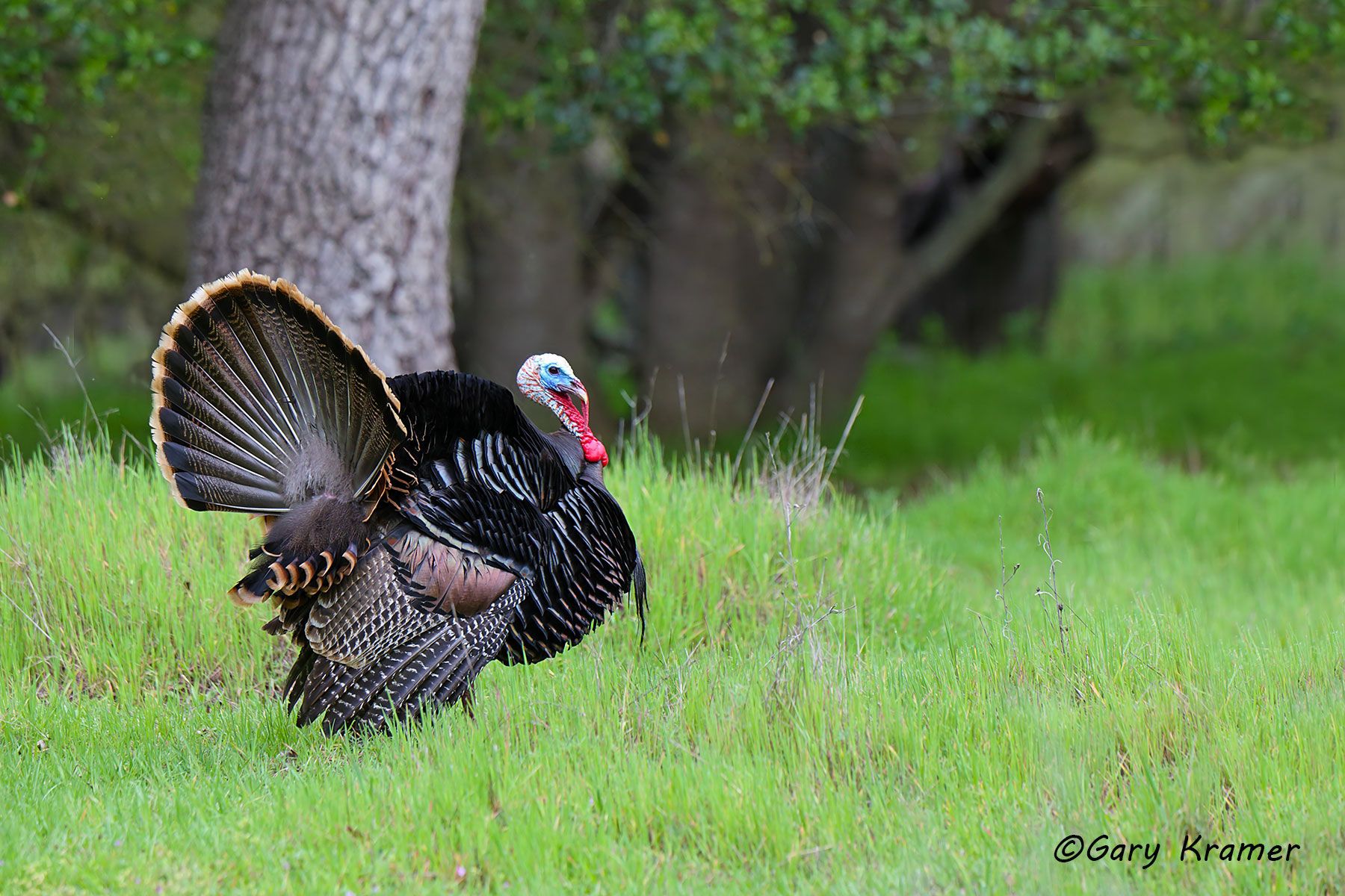 Wild Turkey (Rio Grande) (Meleagris gallopavo intermedia) by GaryKramer.net, 530-934-3873, gkramer@cwo.com Wild Turkey (Rio Grande) (Meleagris gallopavo intermedia) - NBGTr#3201d