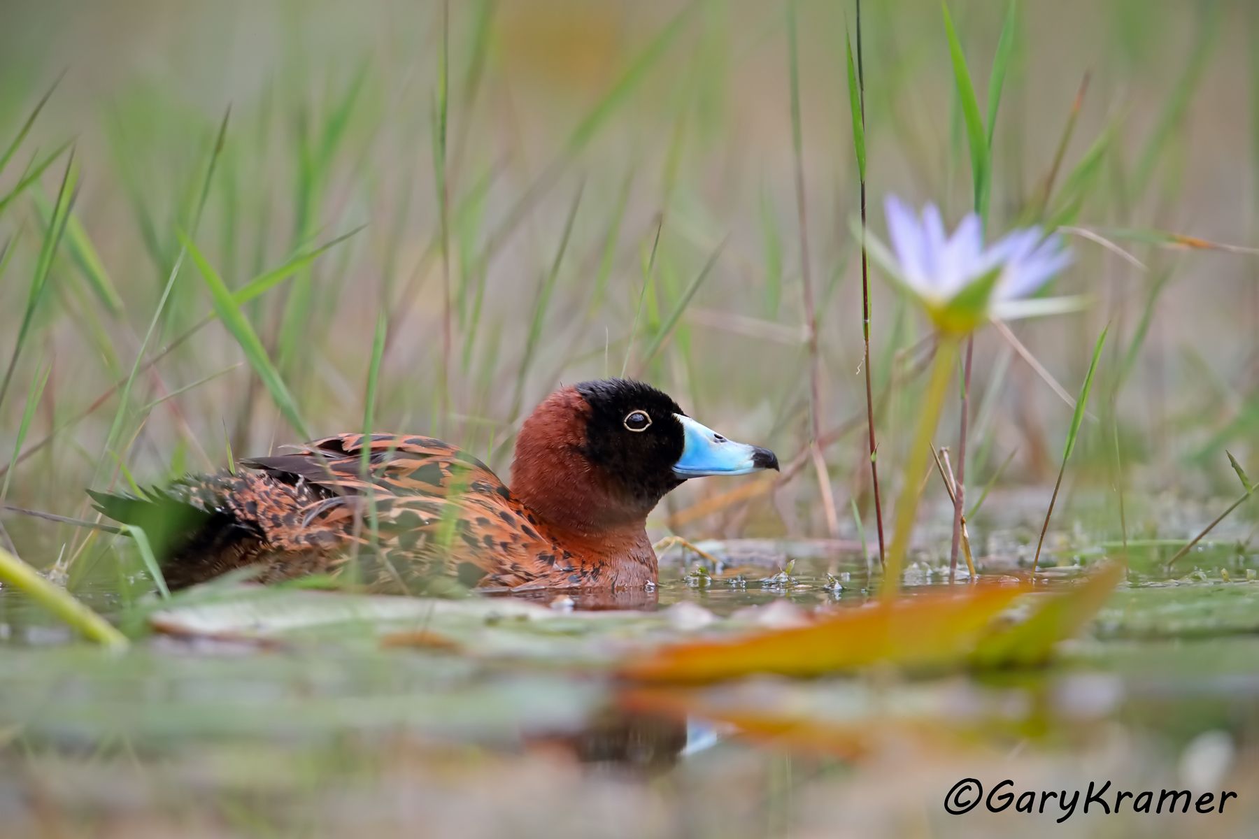 Masked Duck (Nomonyx donimica) - SBWDmn#015d (Brazil)
