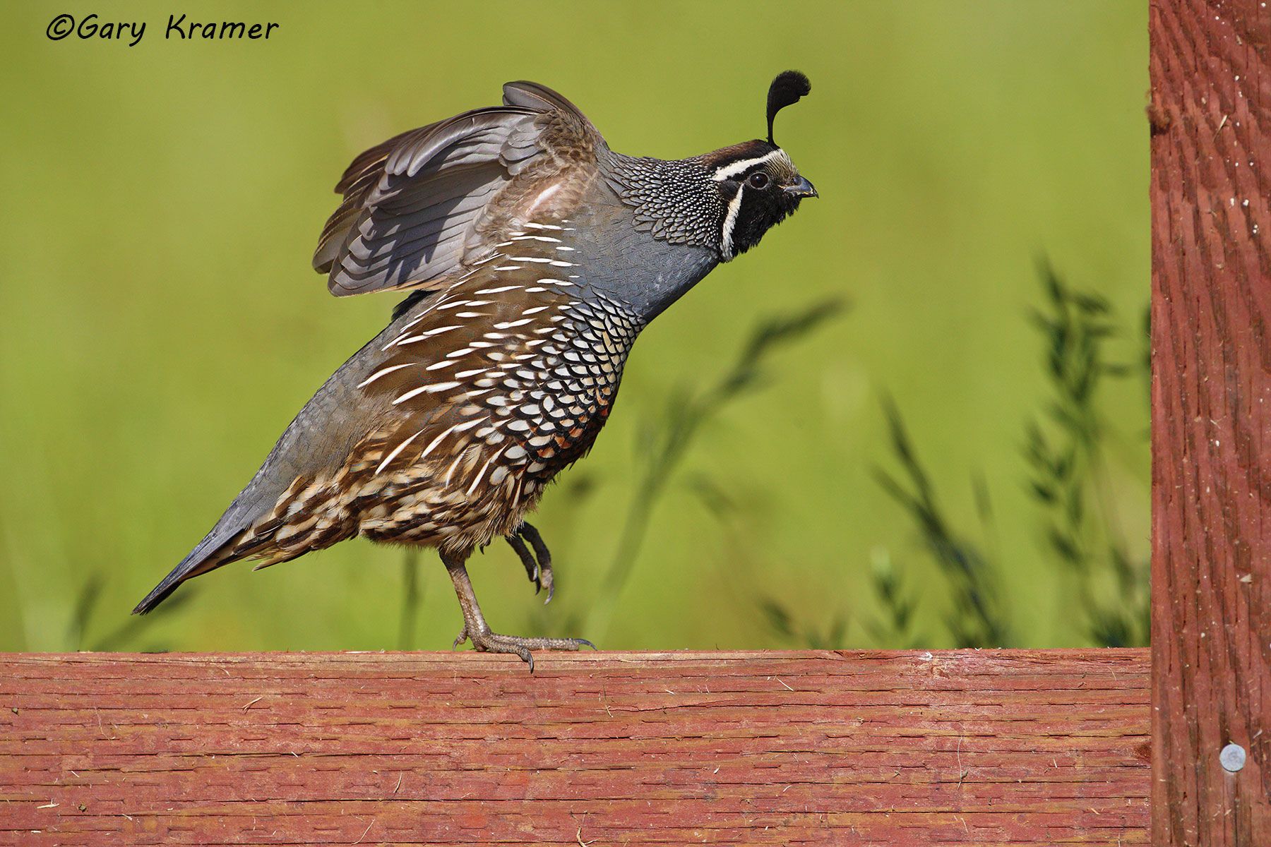 California Quail (Callipepla californica) - NBGQc#553d
