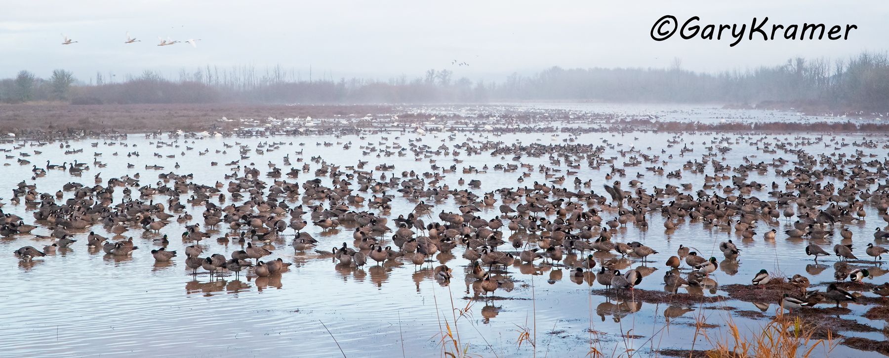 Cackling Goose (Pacific) (Anser hutchinsii minima) Cackling Goose (Pacific) (Anser hutchinsii minima) - NBWCc#095d(P)