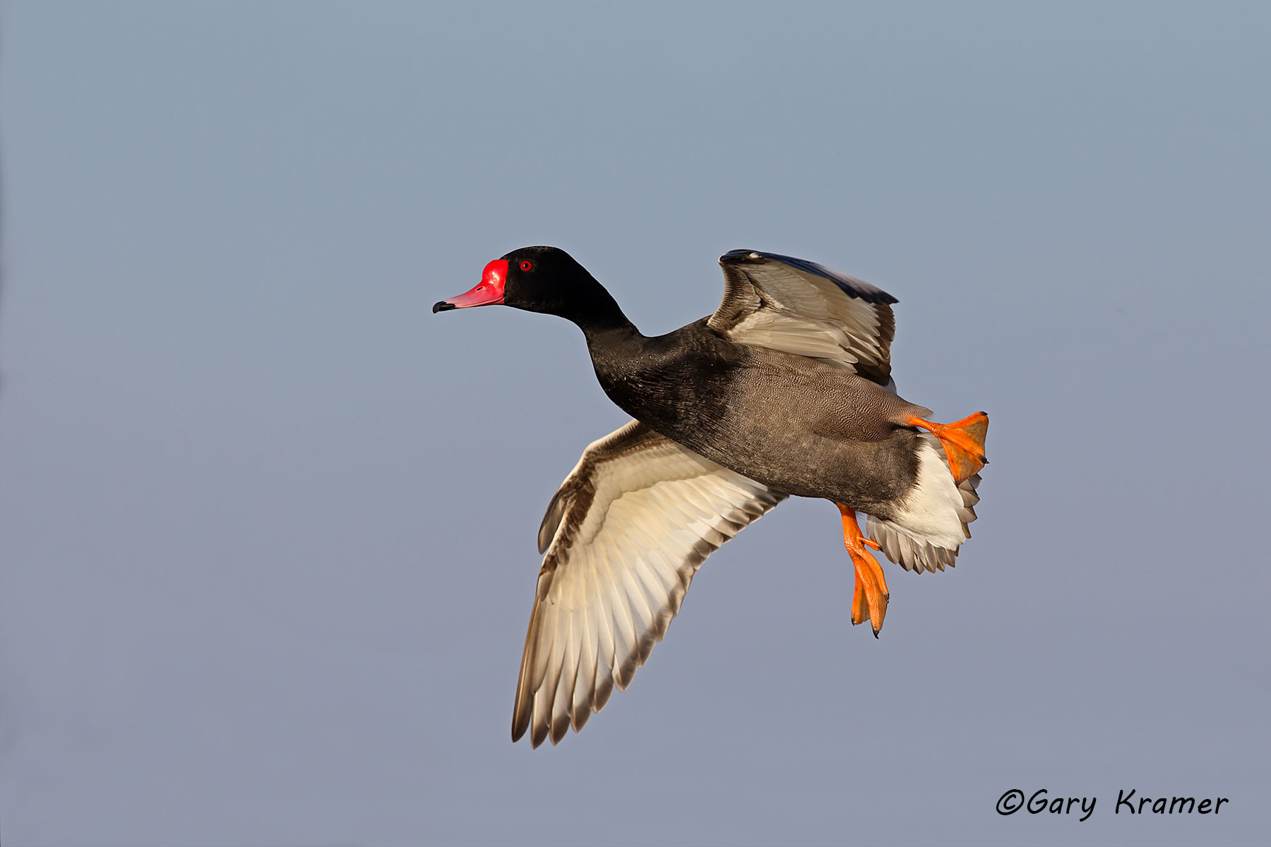 Waterfowl - International - Gary Kramer Photographer / Writer