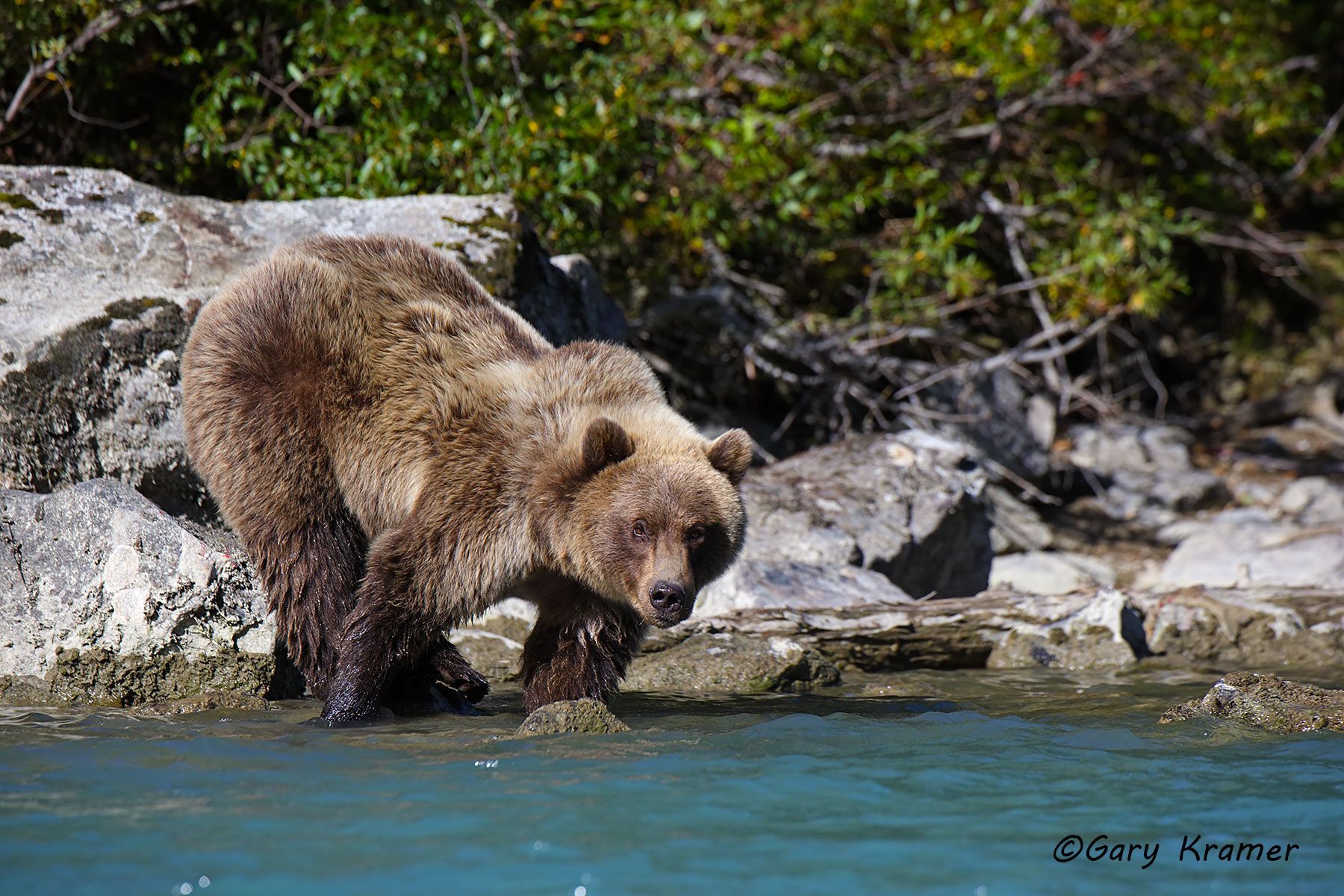Alaskan Browm Bear (Ursus meddlendorffi) by GaryKramer.net, 530-934-3873, gkramer@cwo.com Alaskan Brown Bear (Urusus middlendorffi) - NMBA#281d