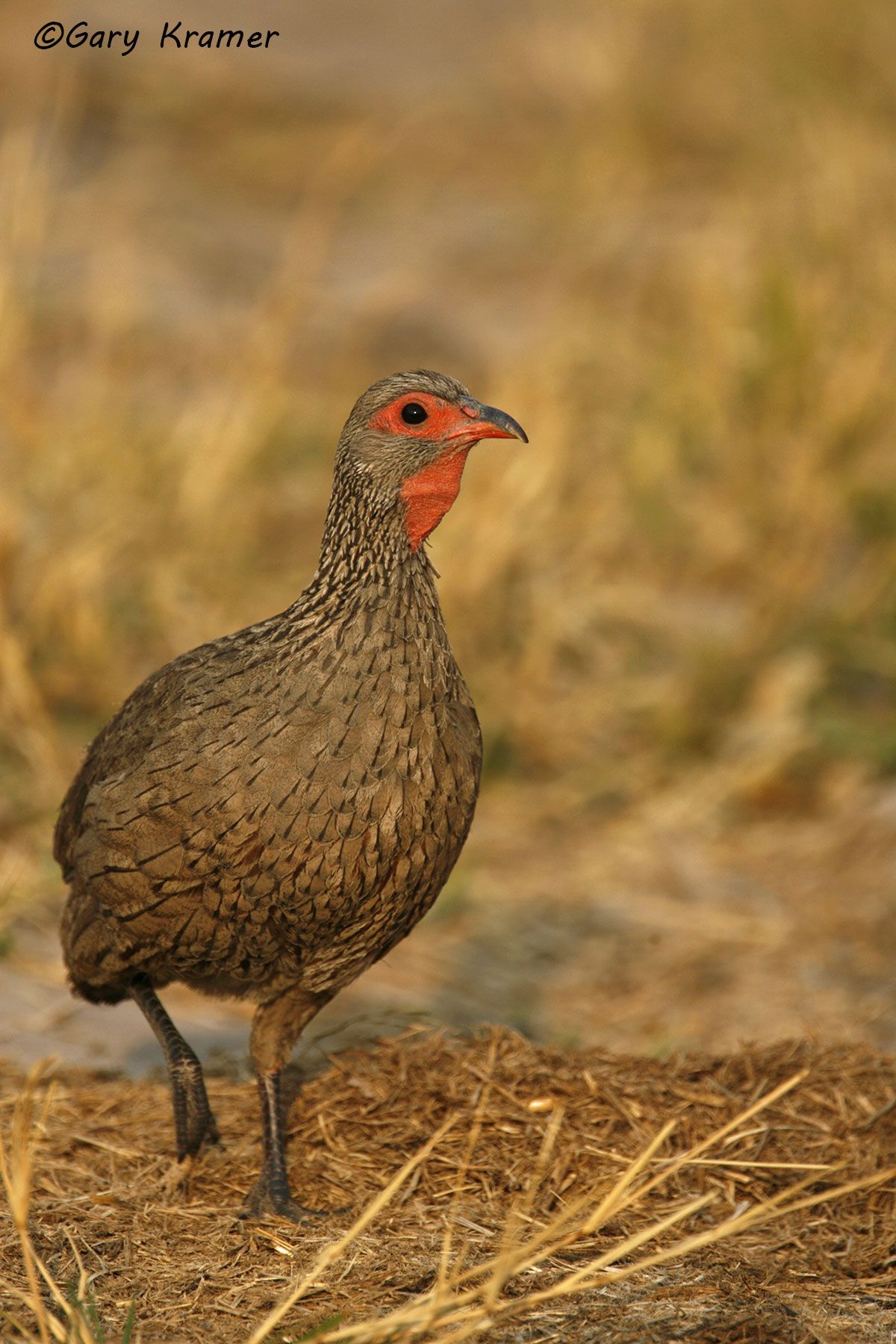 Swainson's Spurfowl (Francolinus swainsonii) Swainson's Spurfowl (Francolinus swainsonii) - ABFs#029d
