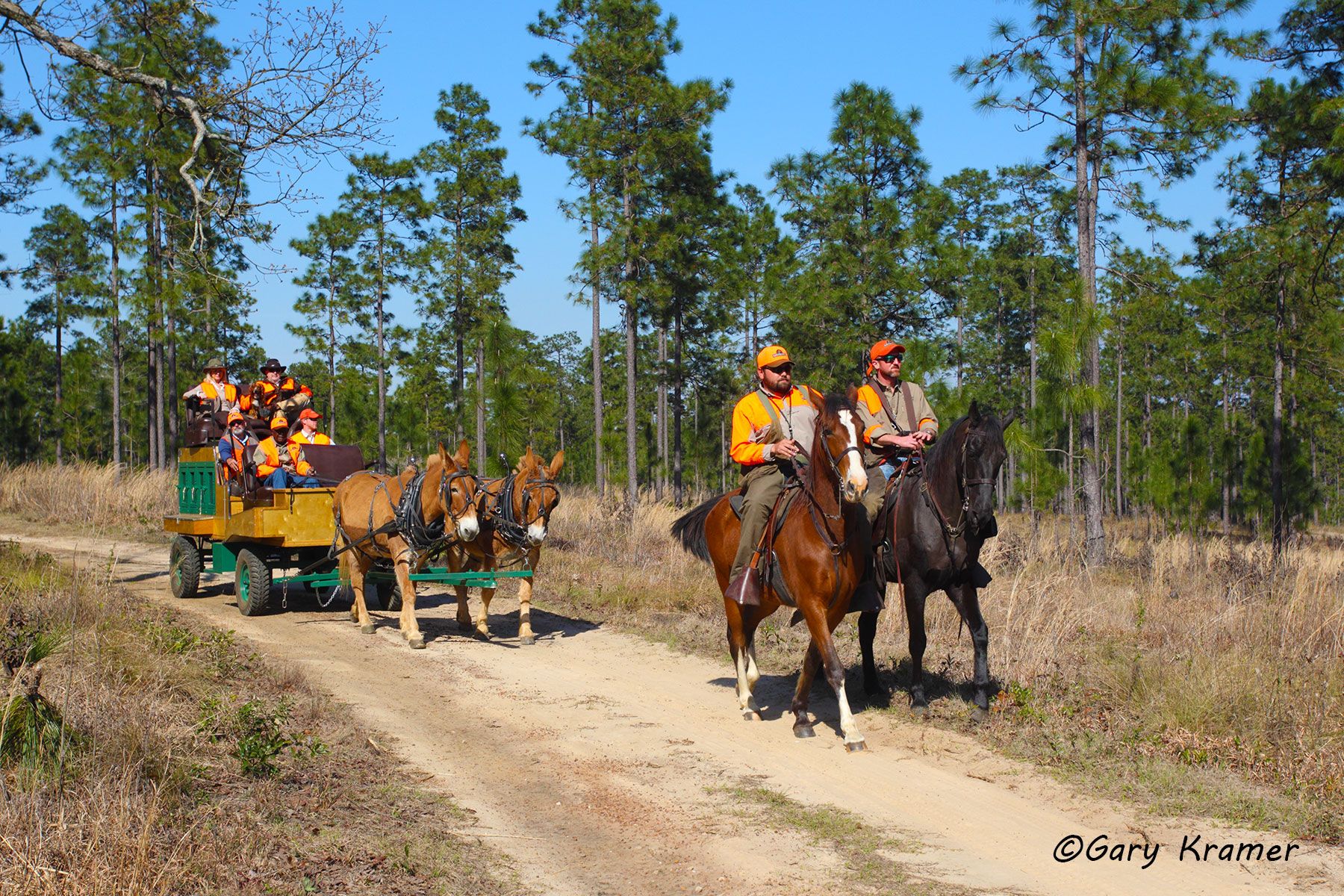 Mule drawn wagon/quail rig w/hunter(s) and horseback rider(s) Mule drawn wagon/quail rig w/hunter(s) and horseback rider(s) - NHQwhh#011d