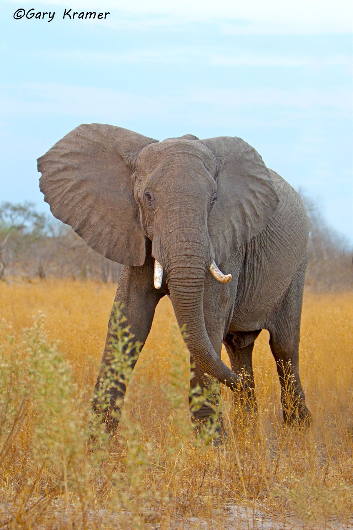 African Elephant (Loxodonta africana) African Elephant (Loxodonta africana) - AME#856d