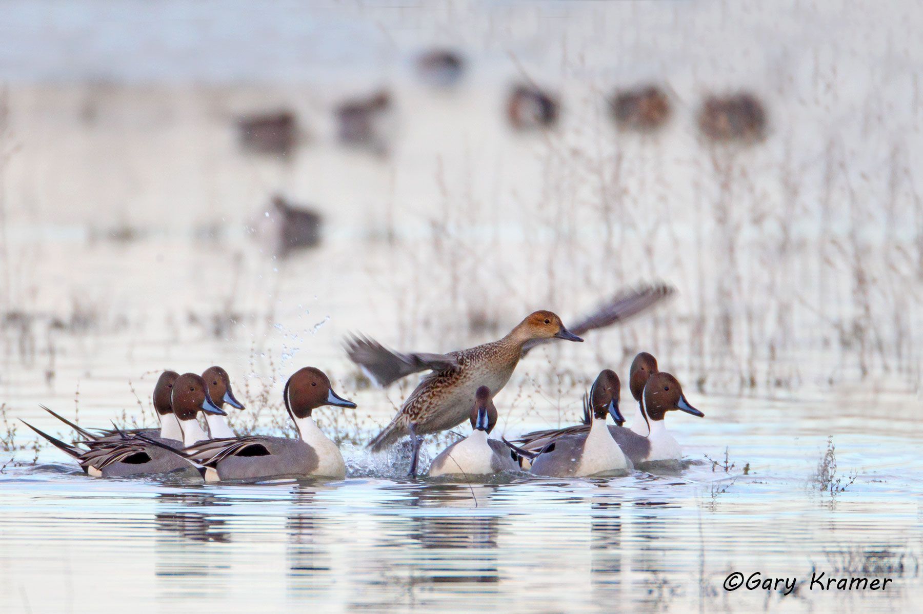 Northern Pintail (Anas acuta)  - NBWP#4870d