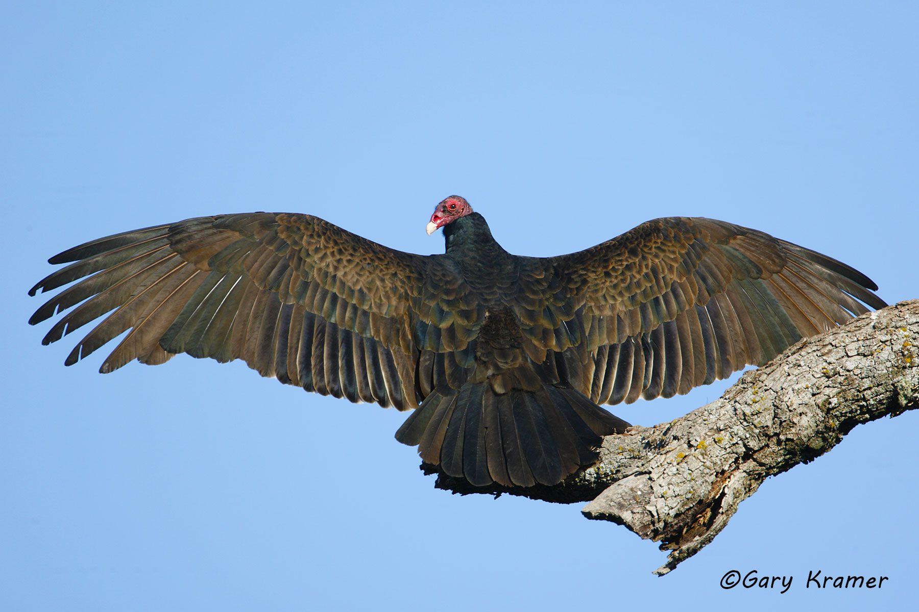 Turkey Vulture - (Cathartes aura) NBVT#065d
