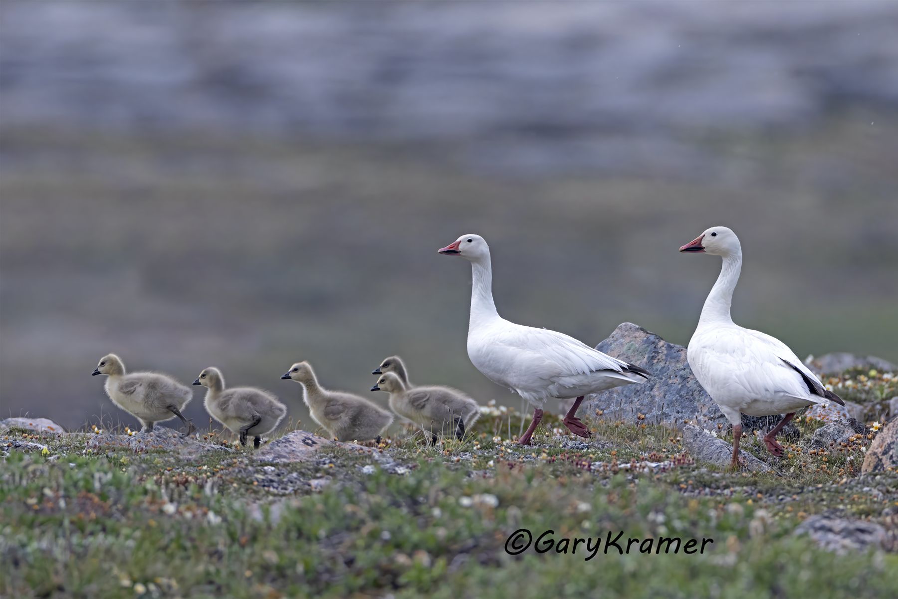 Lesser Snow Goose (Anser caerulescens) - NBWSg#3756d(3)