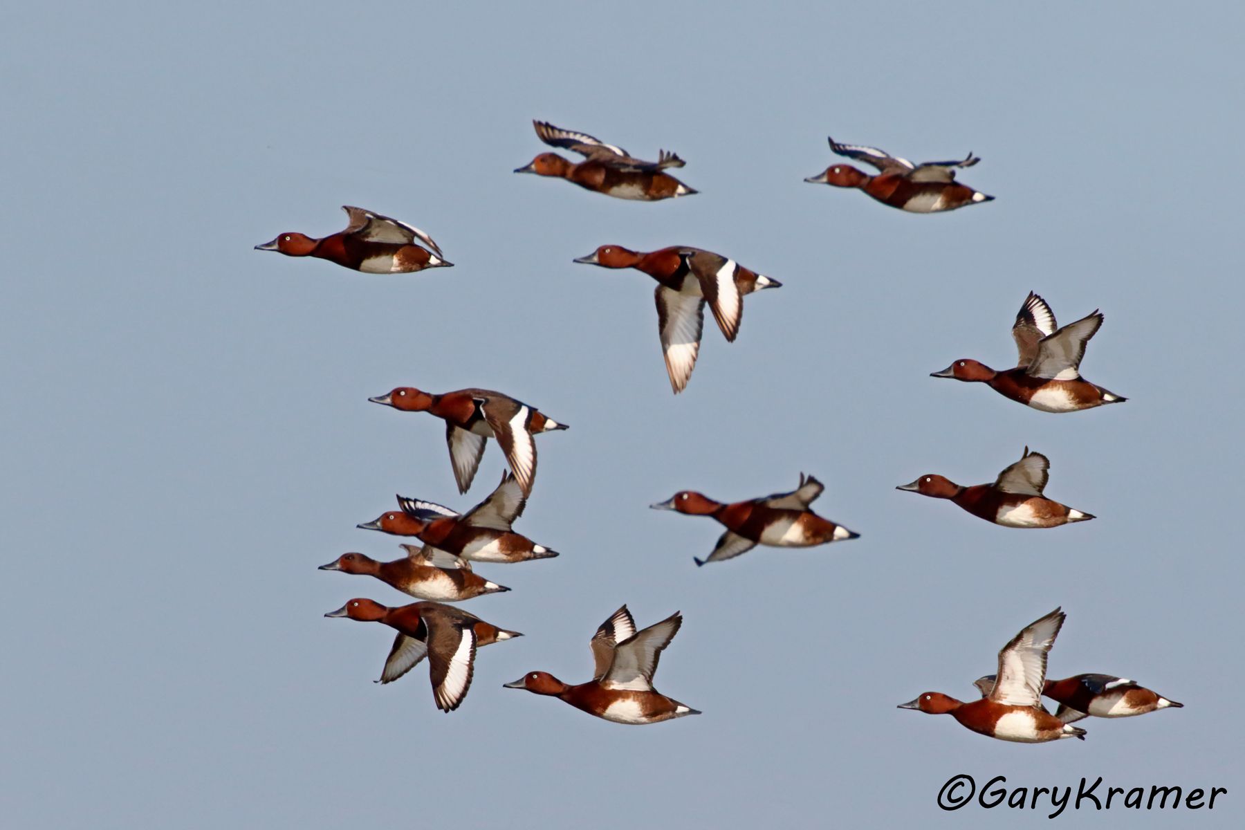 Ferruginous Duck (Aythya nyroca)  Ferruginous Duck (Aythya nyroca) - EBWFa#053d