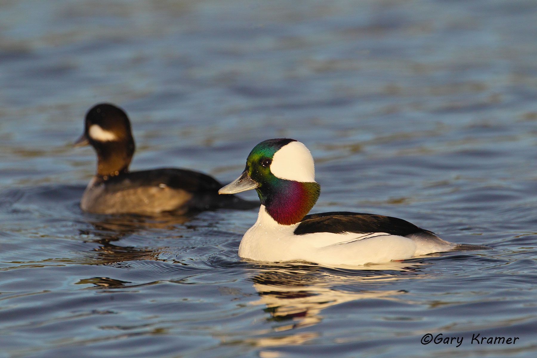 Bufflehead (Bucephala albeola) Bufflehead (Bucephala albeola) -NBWB#188d