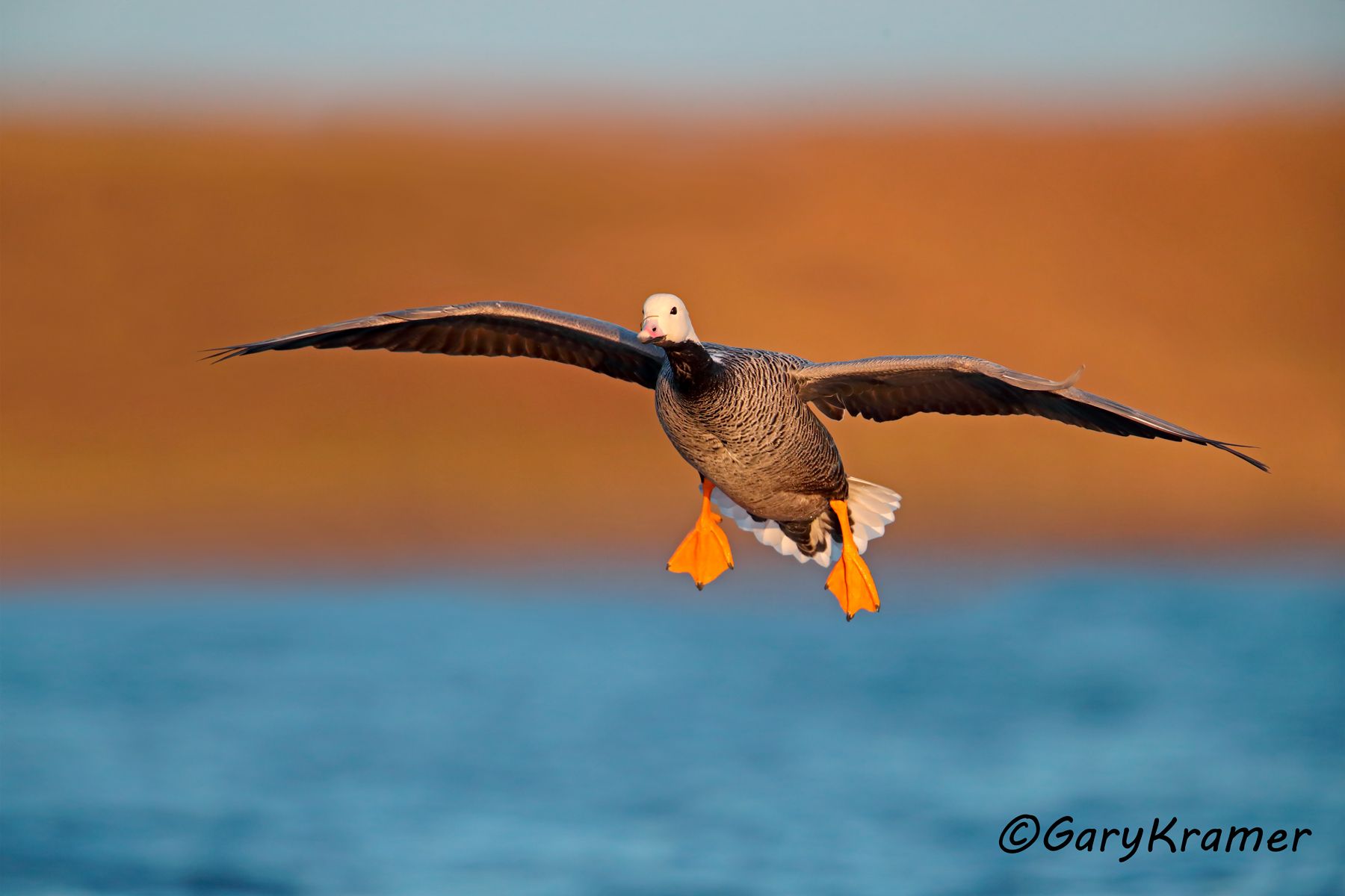 Emperor Goose (Anser canagicus) Emperor Goose (Anser canagicus) - NBWEg#329d