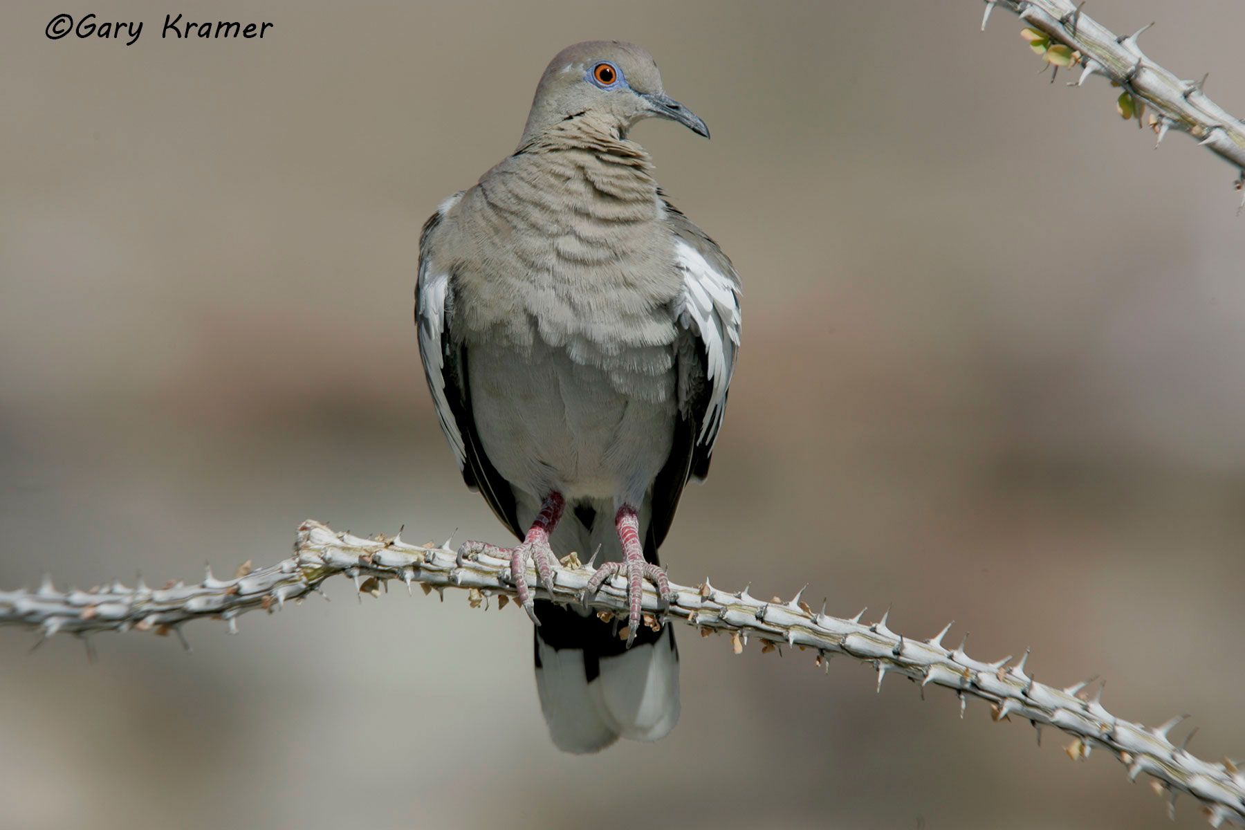 White-winged Dove (Zenaida asiatica) - NBDWw#197d